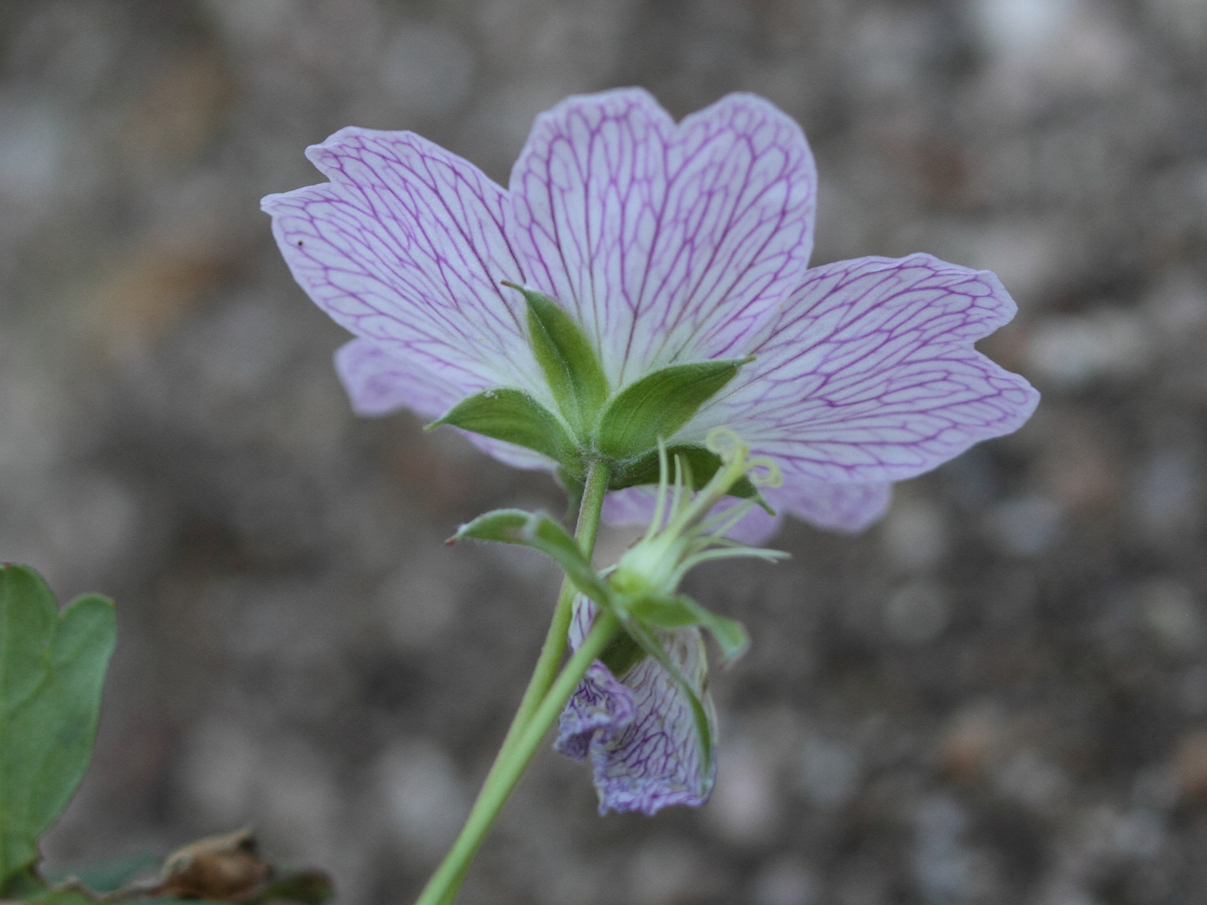 Afficher le média geranium_cinereum3bd geranium_cinereum3bd
