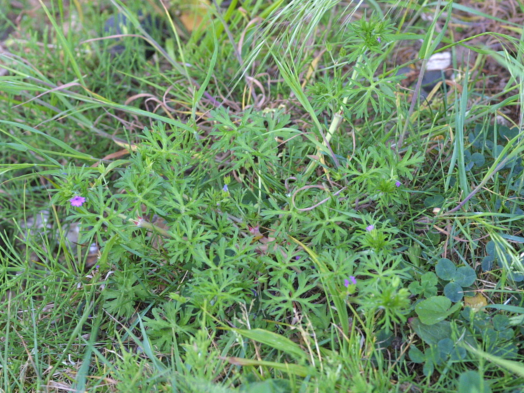 Afficher le média geranium_dissectum1md geranium_dissectum1md