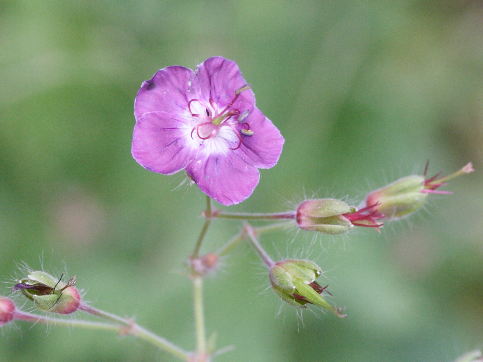 geranium_phaeum2md