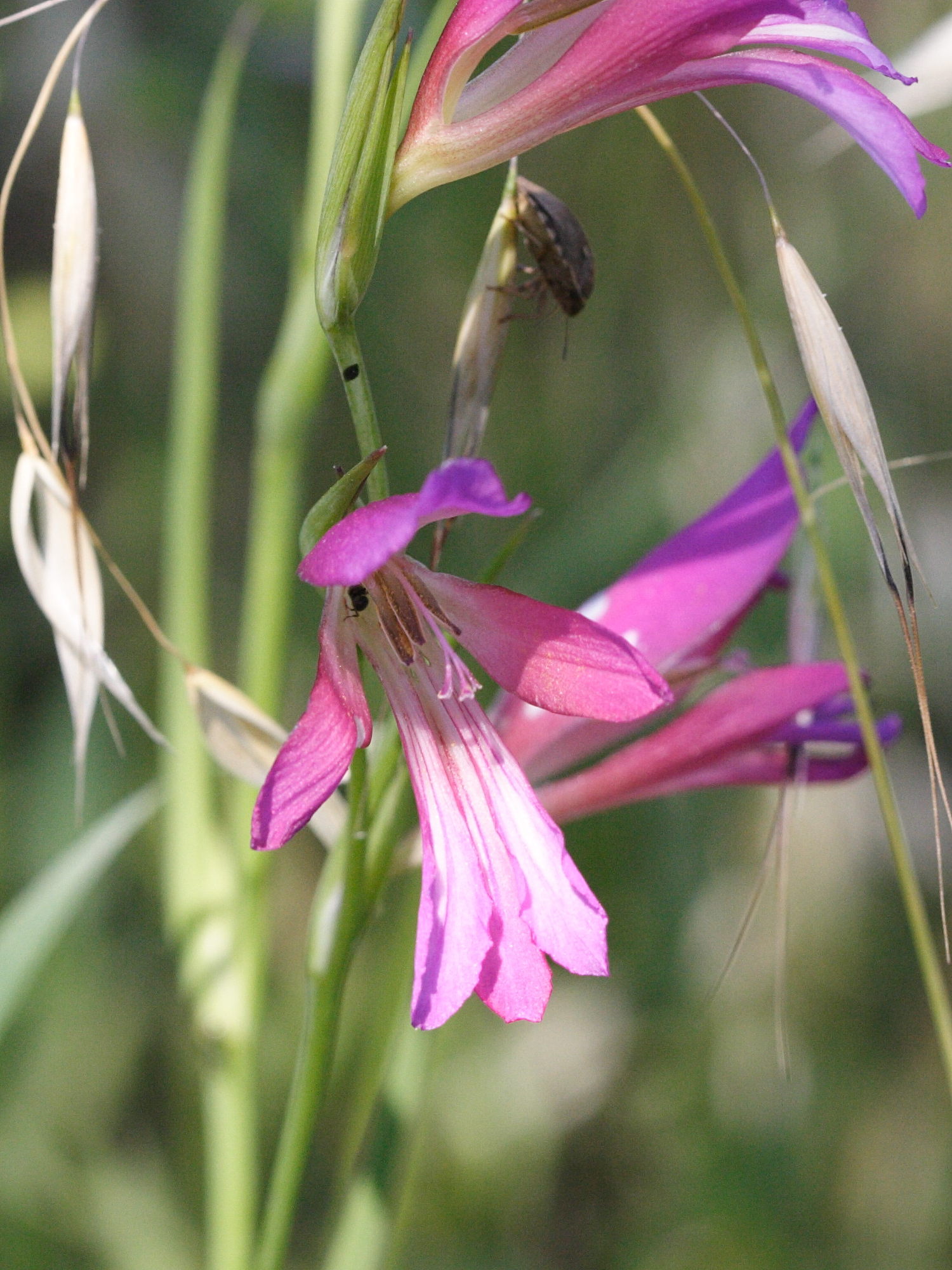 gladiolus_italicus2md