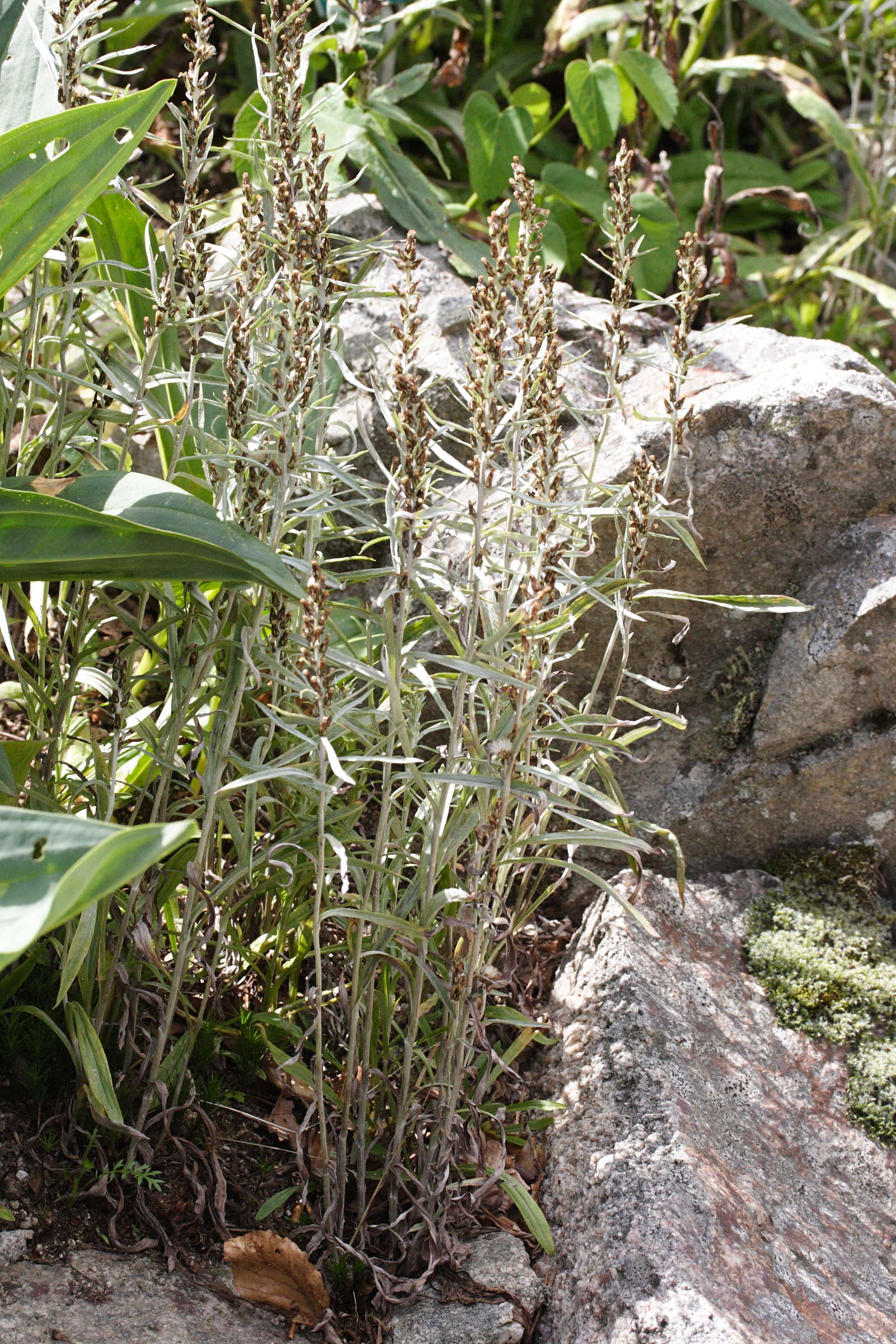 Afficher le média gnaphalium_norvegicum1md gnaphalium_norvegicum1md