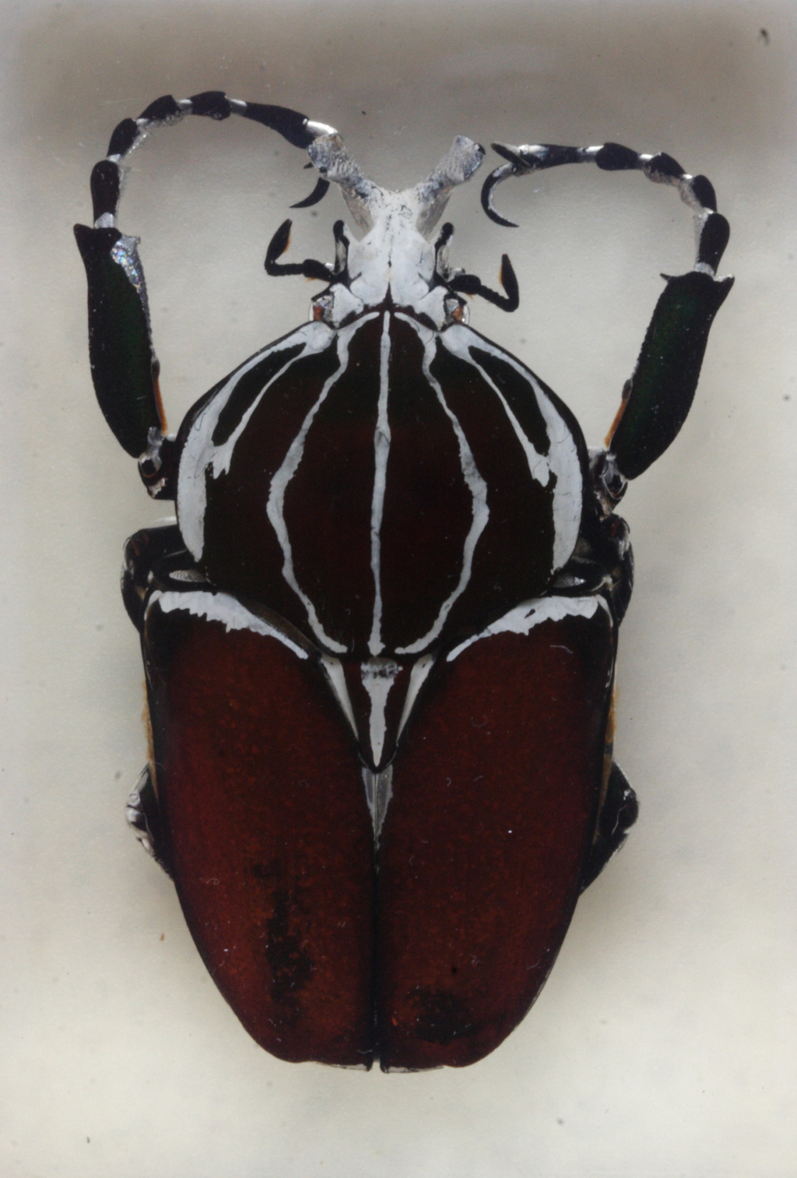 goliathus_goliatus1md