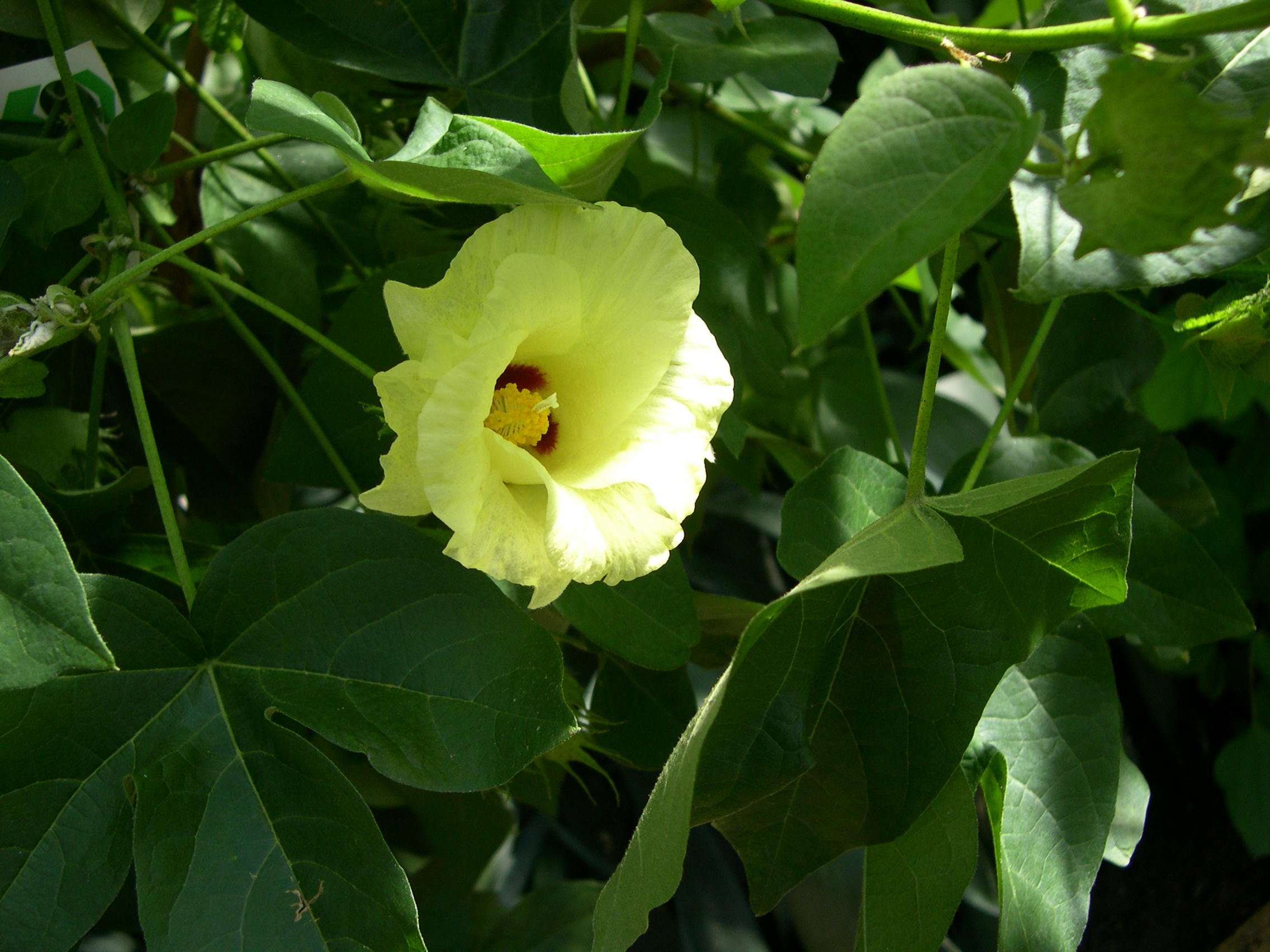 gossypium_arboreum2md
