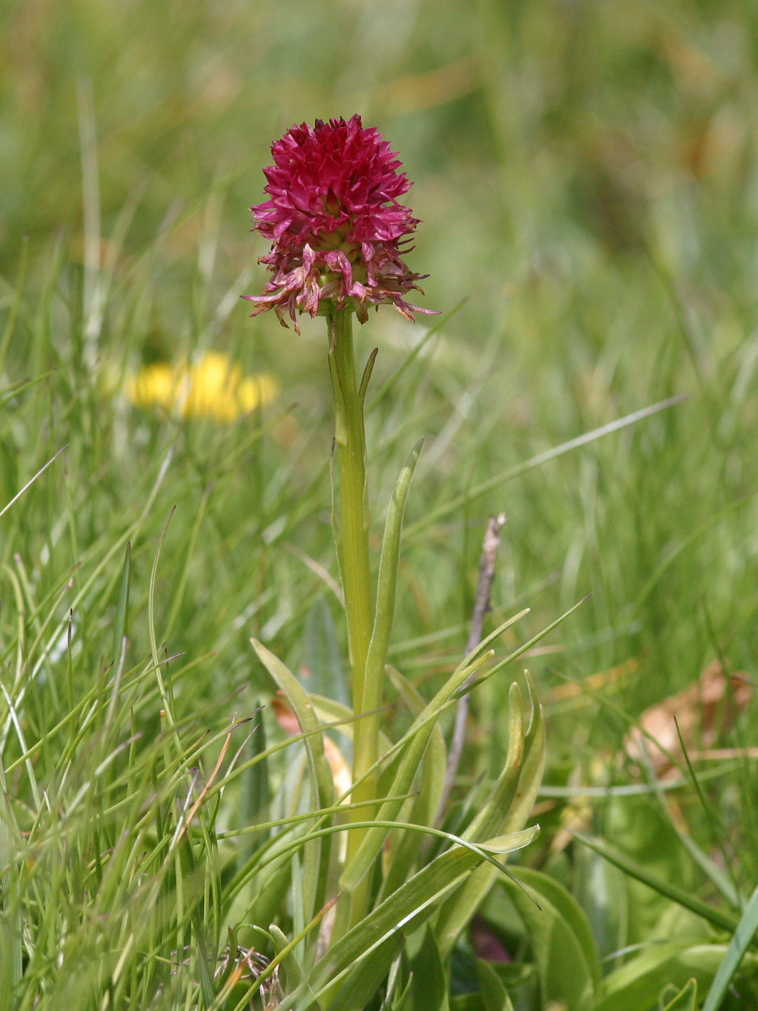 gymnadenia_nigra_rhellicani1amd