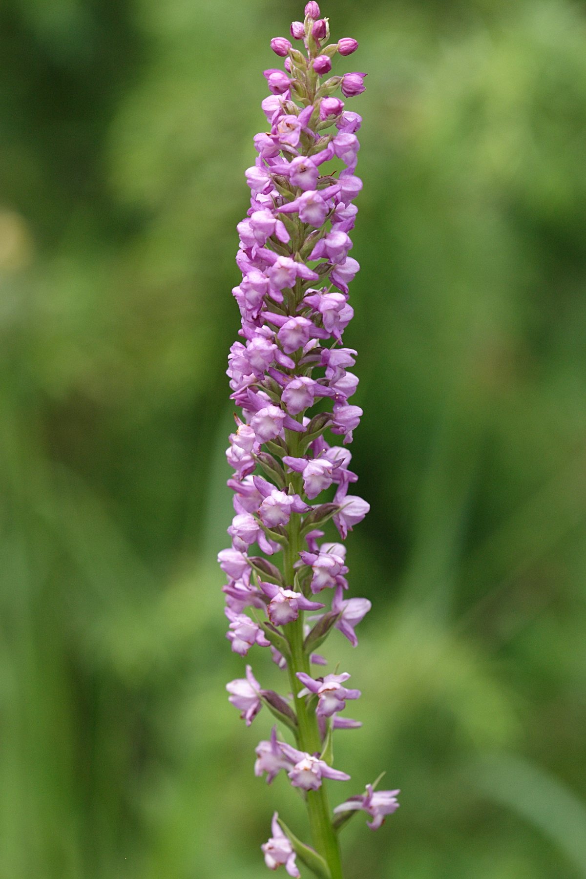 gymnadenia_odoratissima1sd