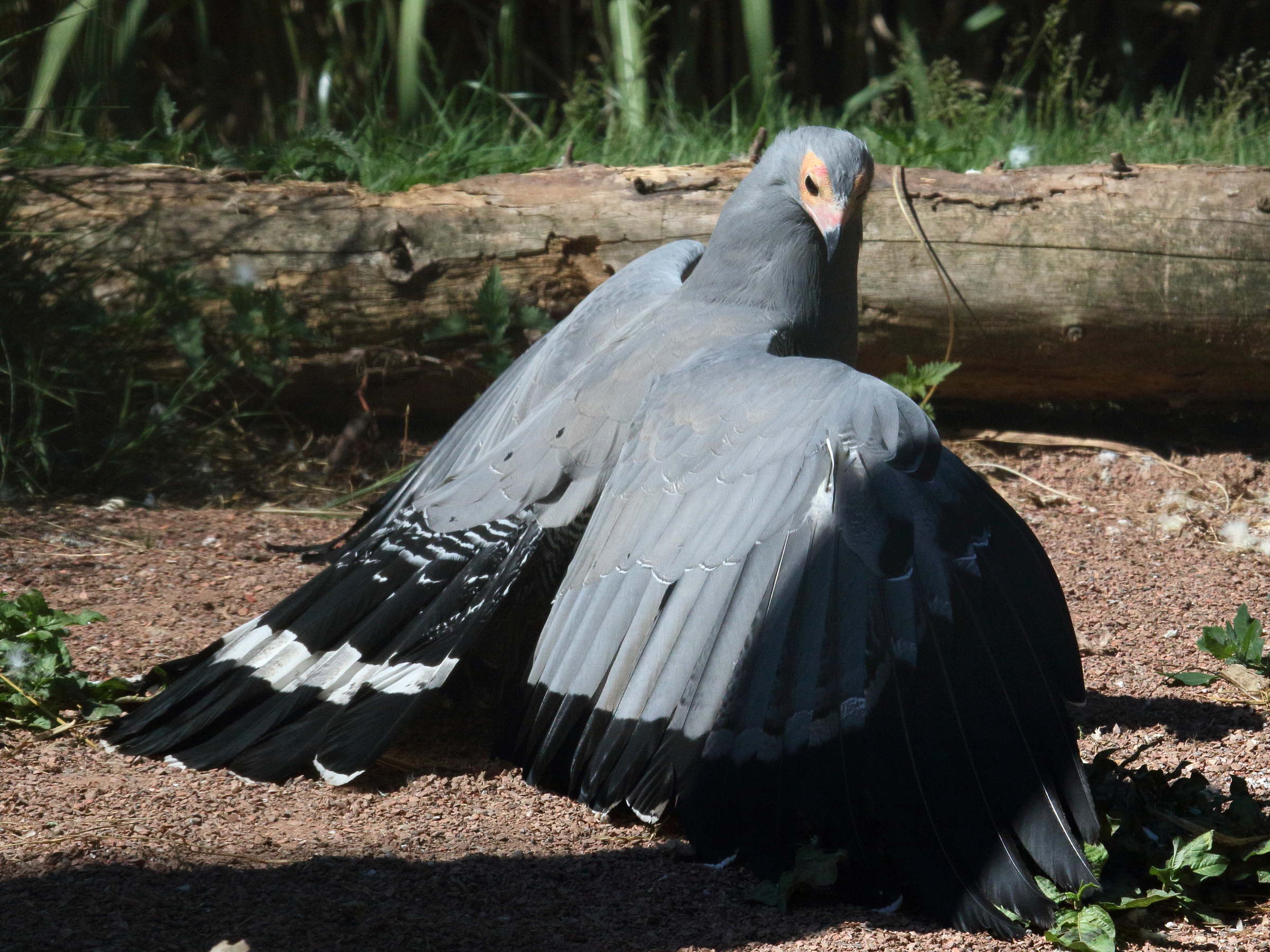 Afficher le média gymnogene_d-afrique_-_polyboroides_typus2bd gymnogene_d-afrique_-_polyboroides_typus2bd