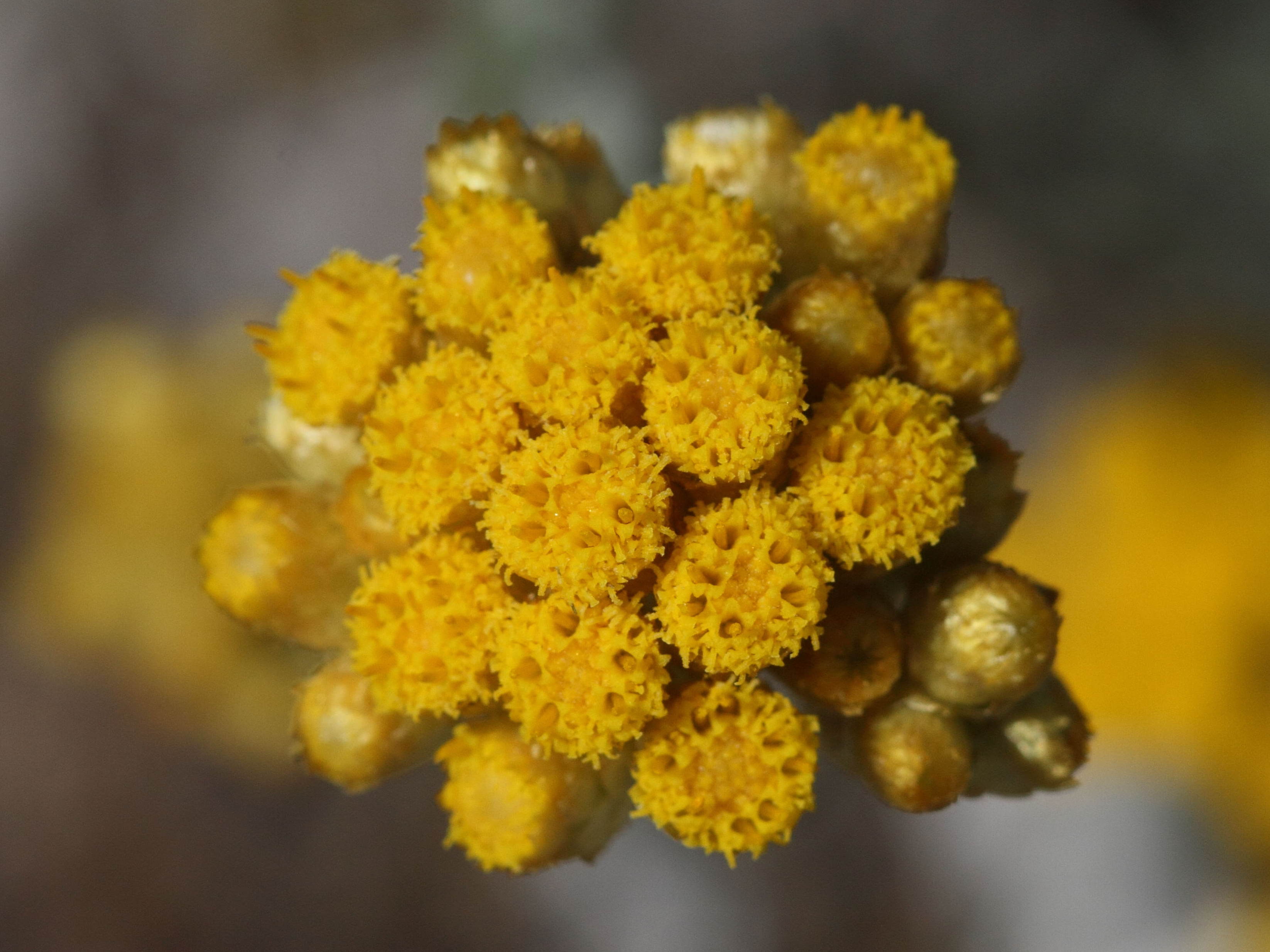 helichrysum_conglobatum3bd