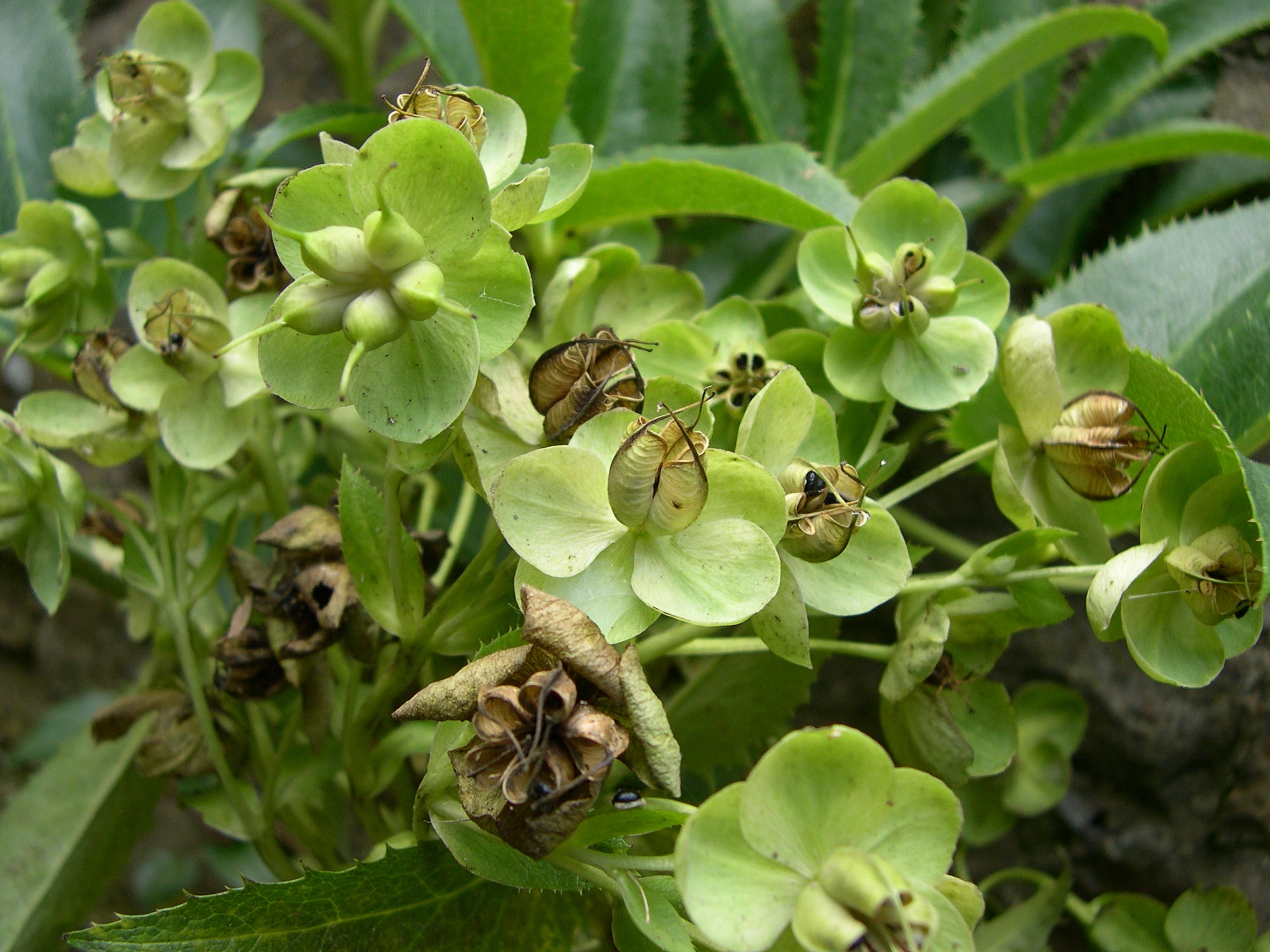 Afficher le média helleborus_lividus_corsicus4md helleborus_lividus_corsicus4md