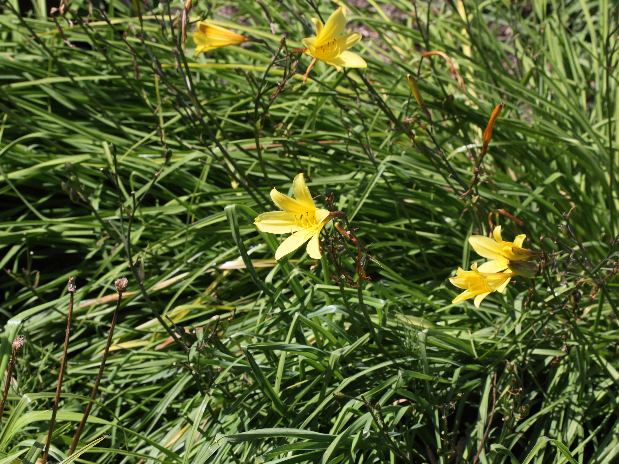 hemerocallis_minor1md