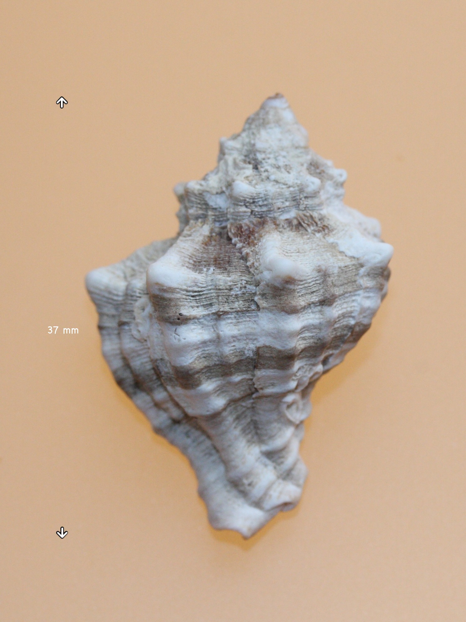 hexaplex_trunculus1md