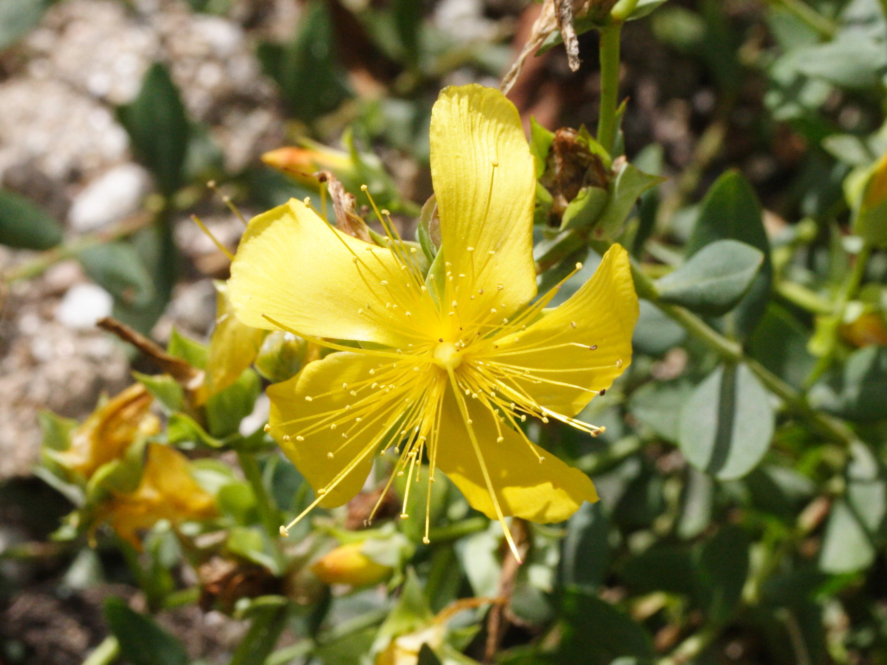 Afficher le média hypericum_olympicum2md hypericum_olympicum2md