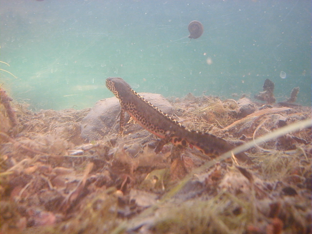 ichthyosaura_alpestris3md