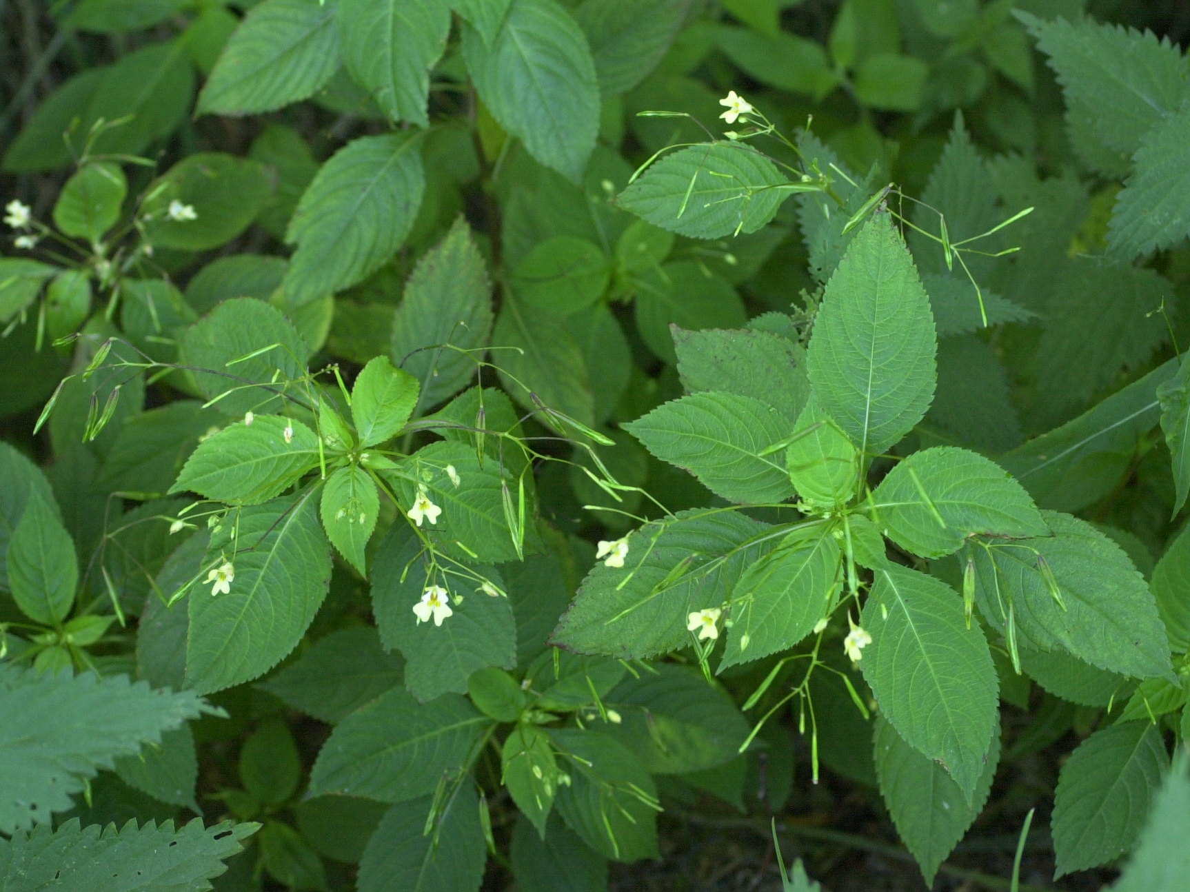 impatiens_parviflora1md