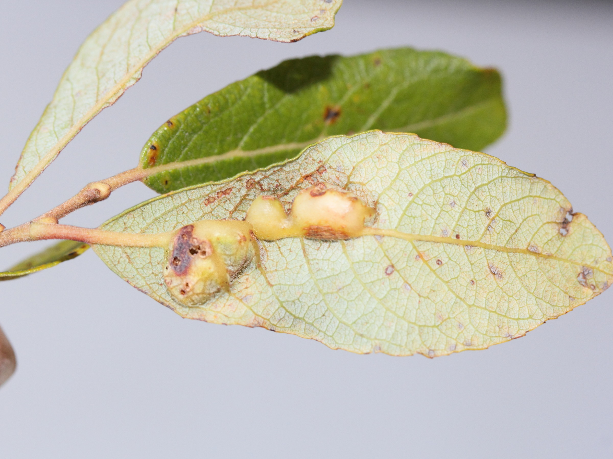 iteomyia_major_galle2md