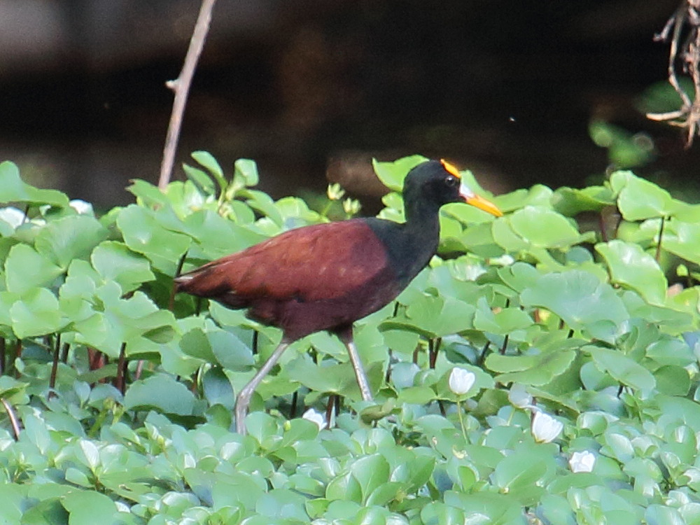jacana_du_mexique_-_jacana_spinosa1bd