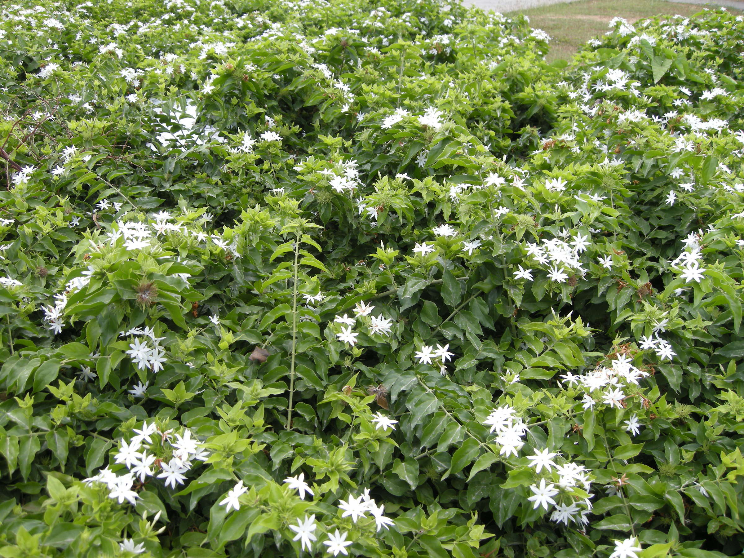 jasminum_laurifolium_nitidum4md