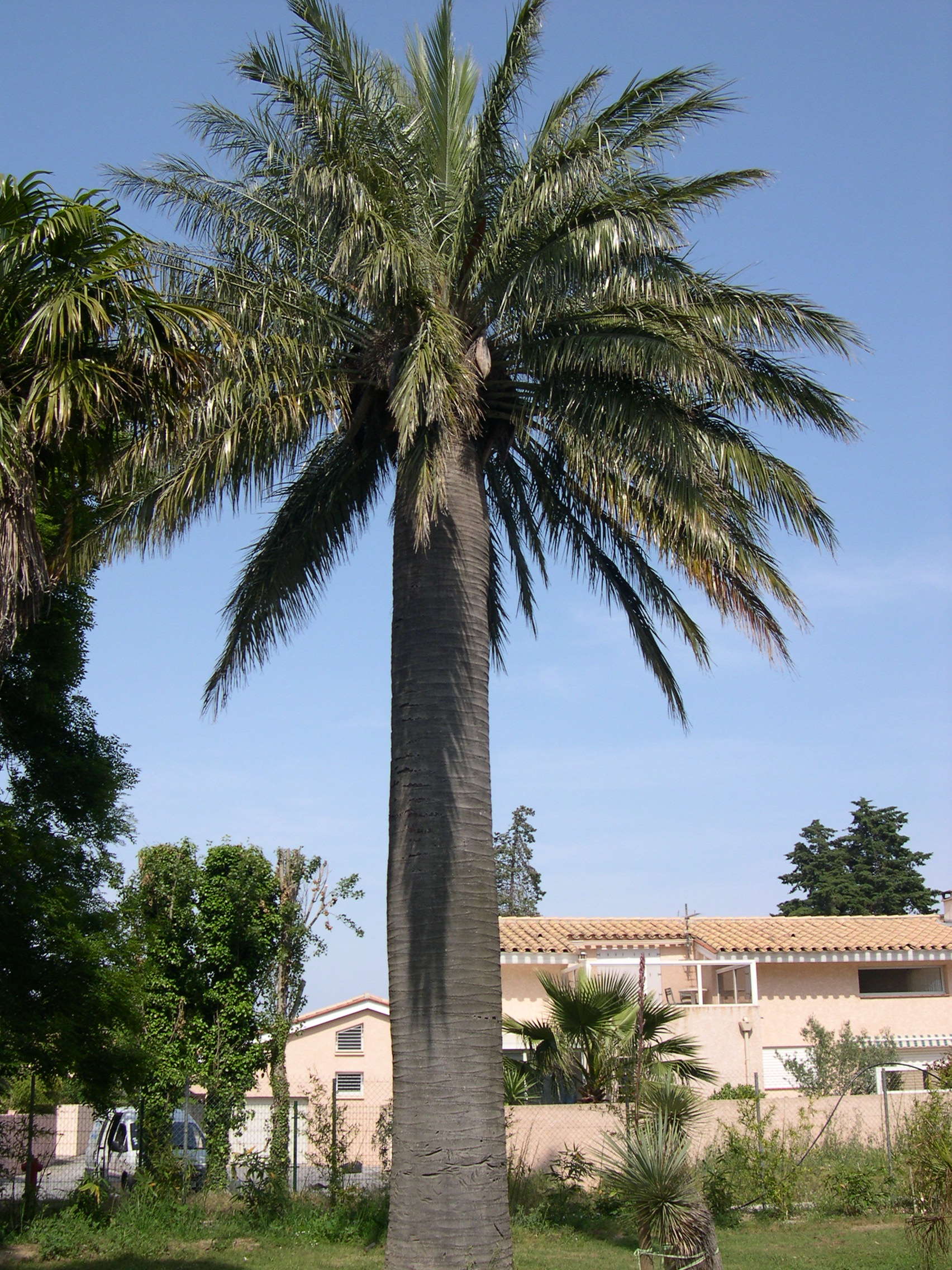 jubaea_chilensis2bmd