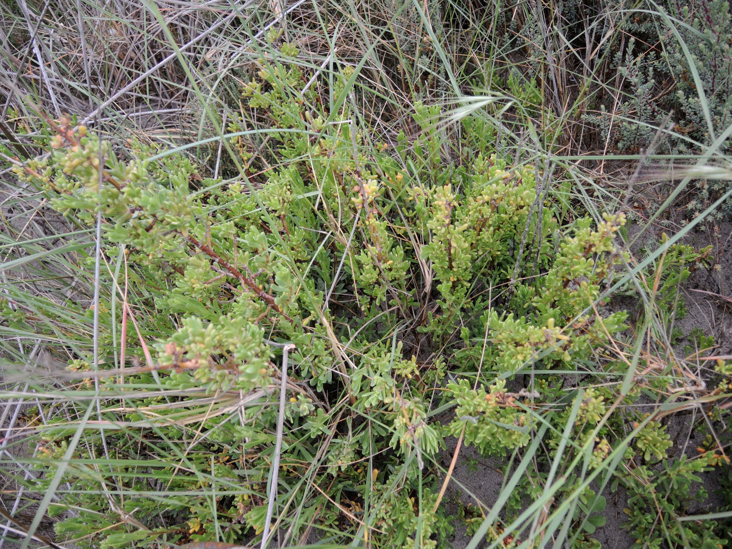 Limbarda_crithmoides