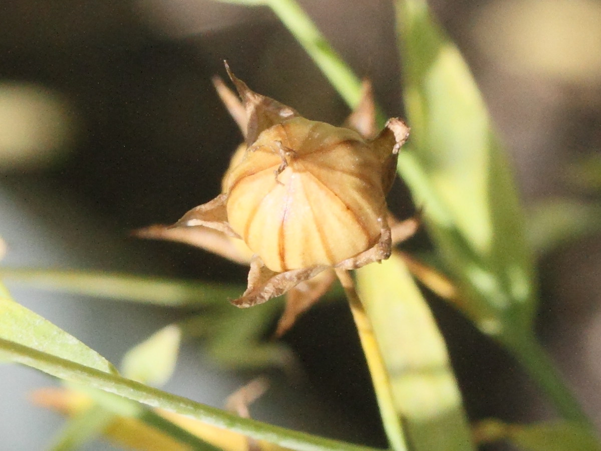 linum_usitatissimum5md