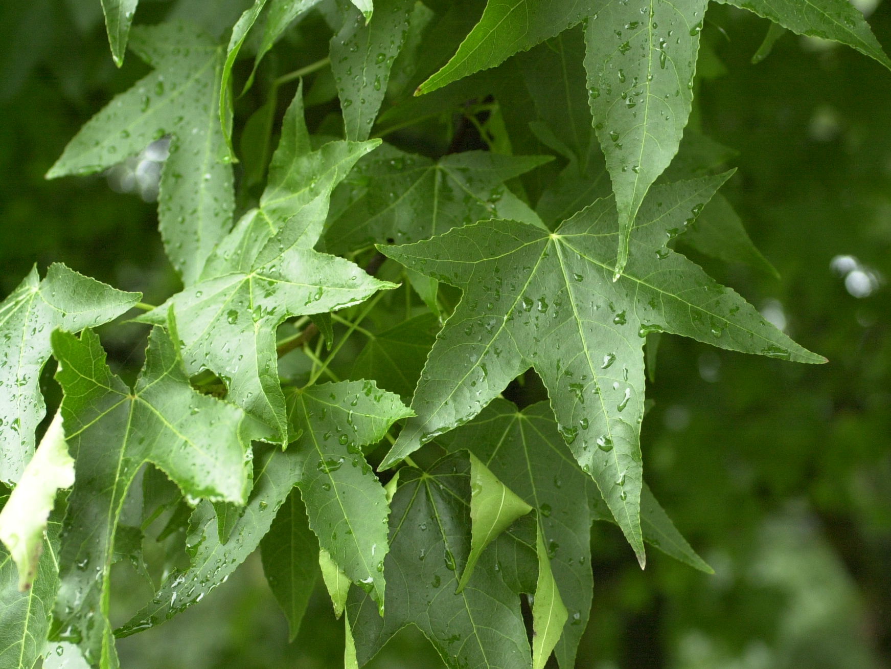 liquidambar_styraciflua2md