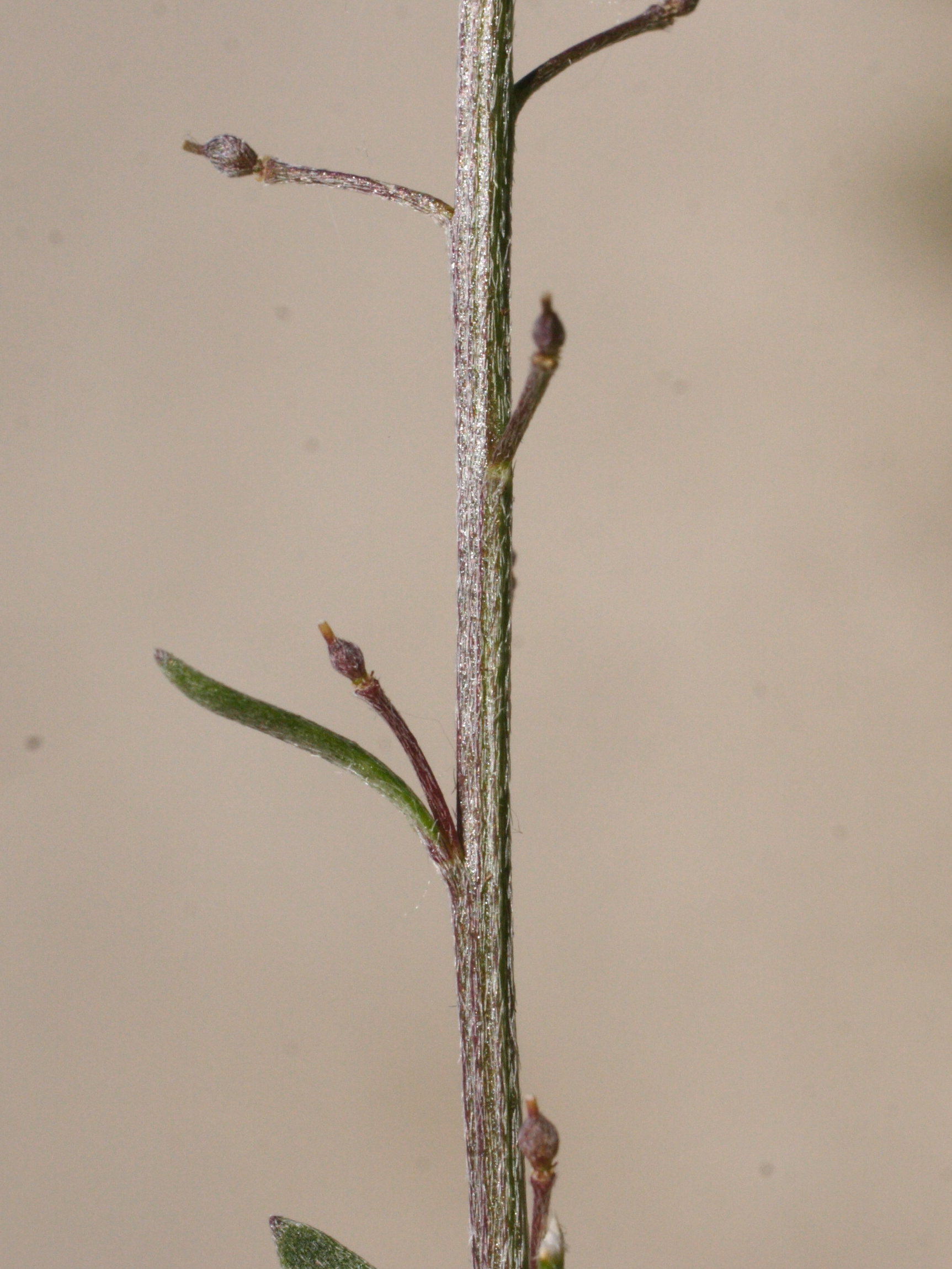 Afficher le média lobularia_maritima6md lobularia_maritima6md