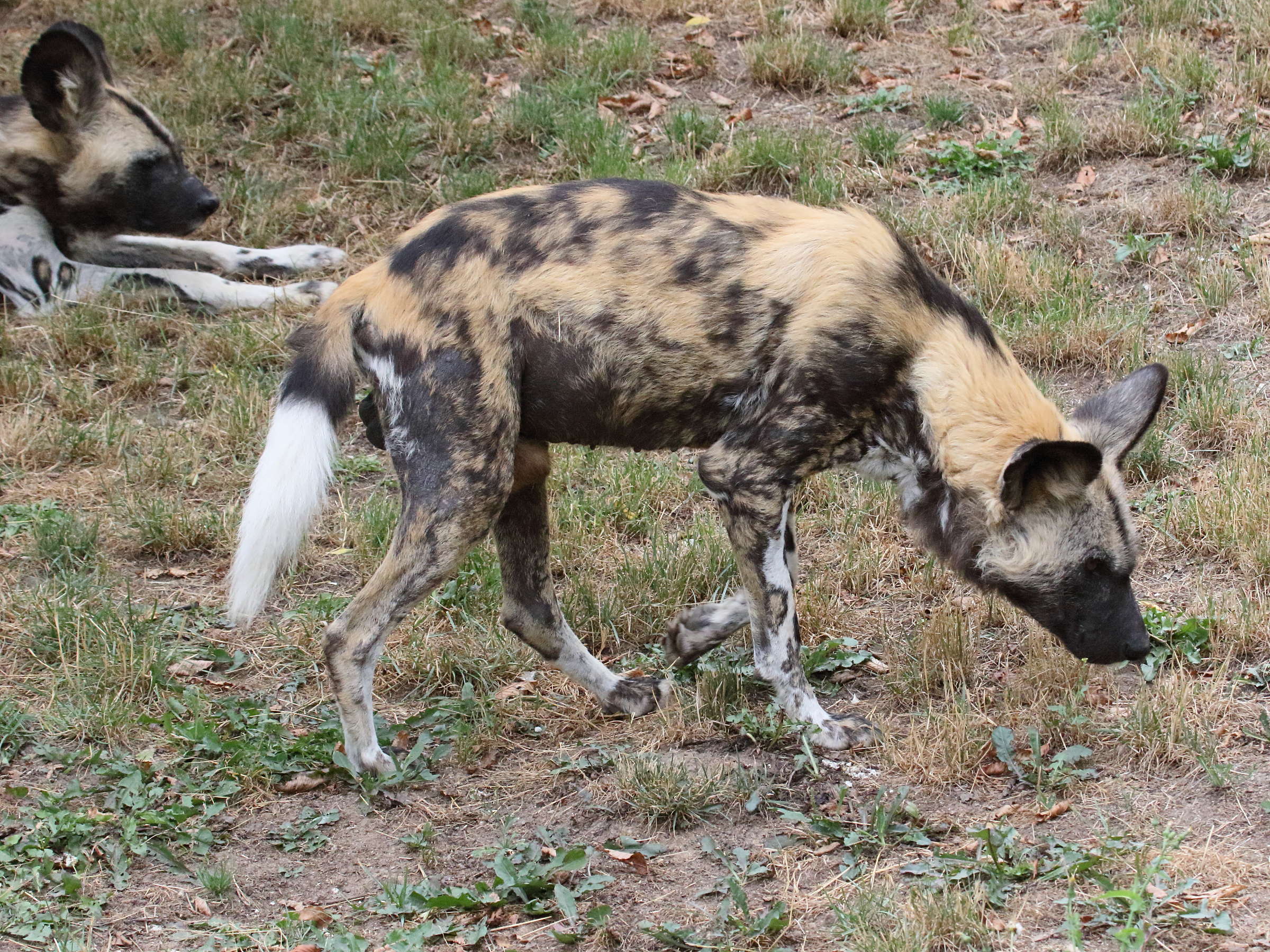 Afficher le média lycaon_pictus3bd lycaon_pictus3bd