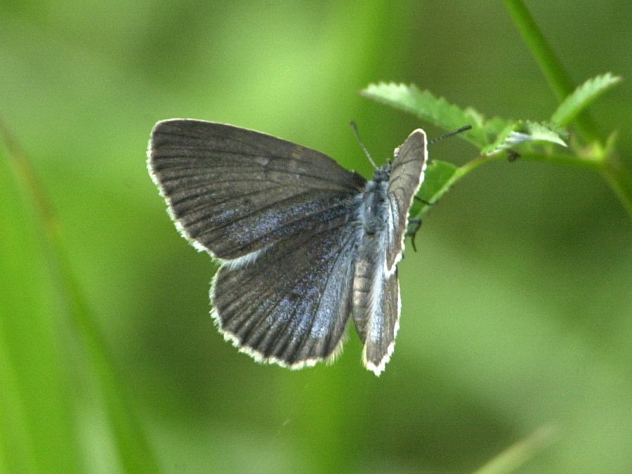 maculinea_telejus1md