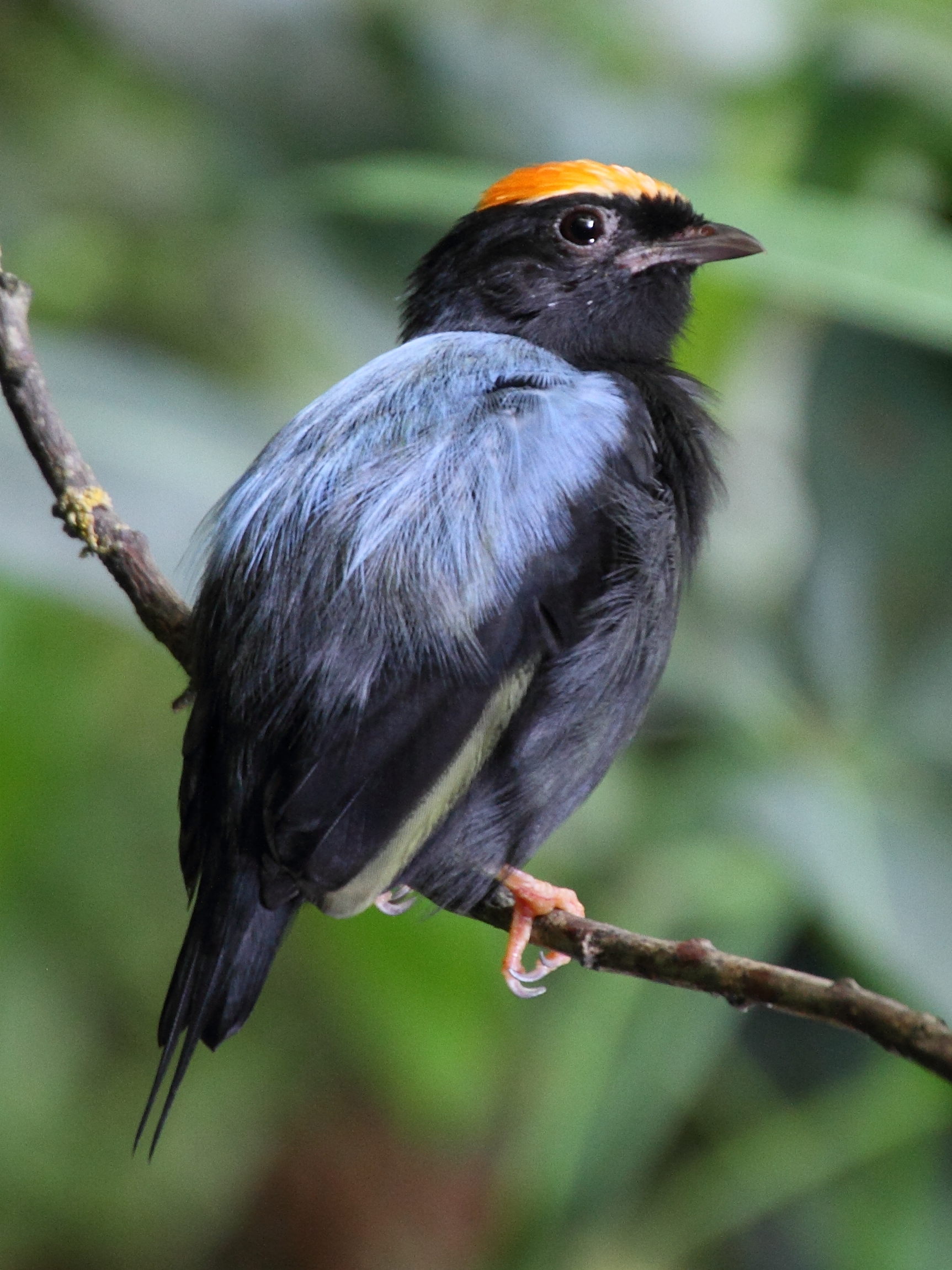 manakin_lanceole_-_chiroxiphia_lanceolata2md
