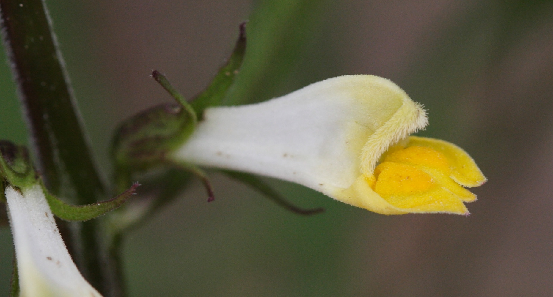 melampyrum_sylvaticum4md