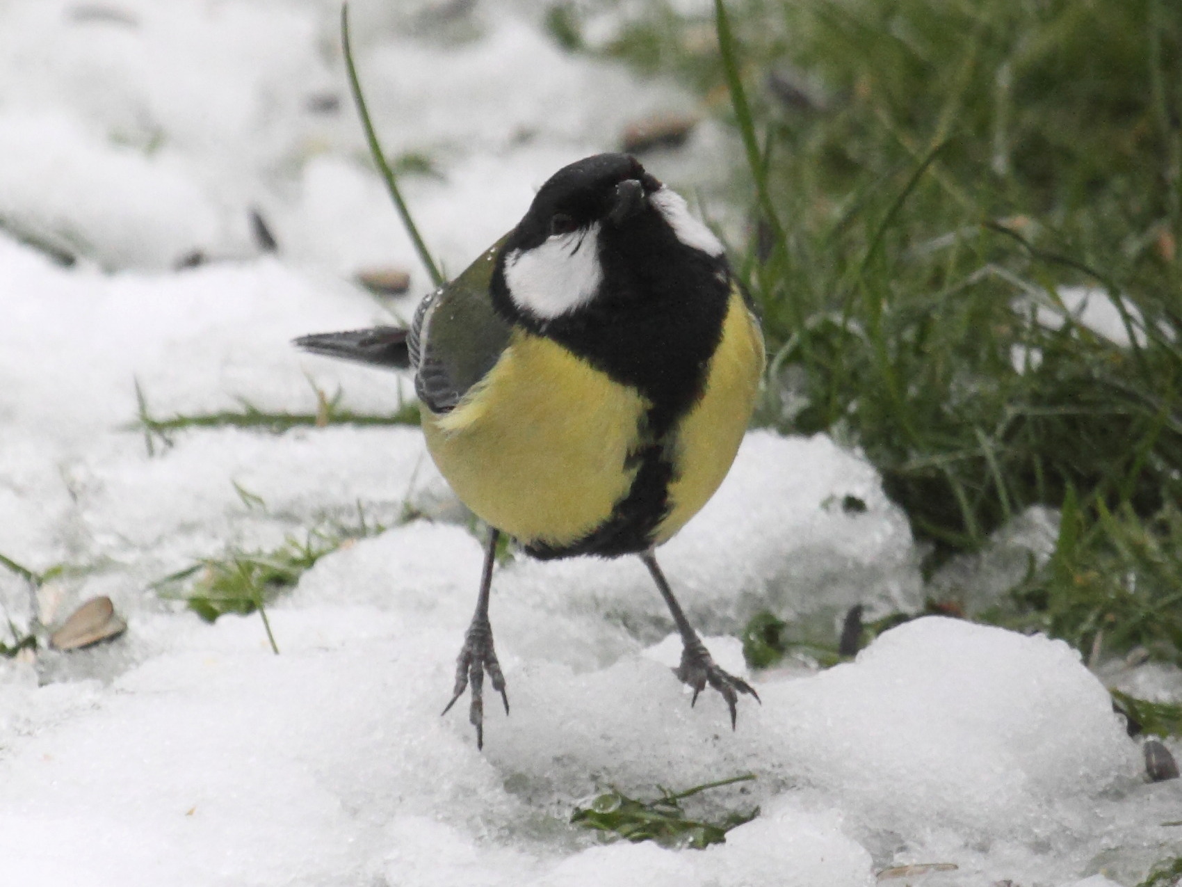 mesange_charbonniere_-_parus_major5bd
