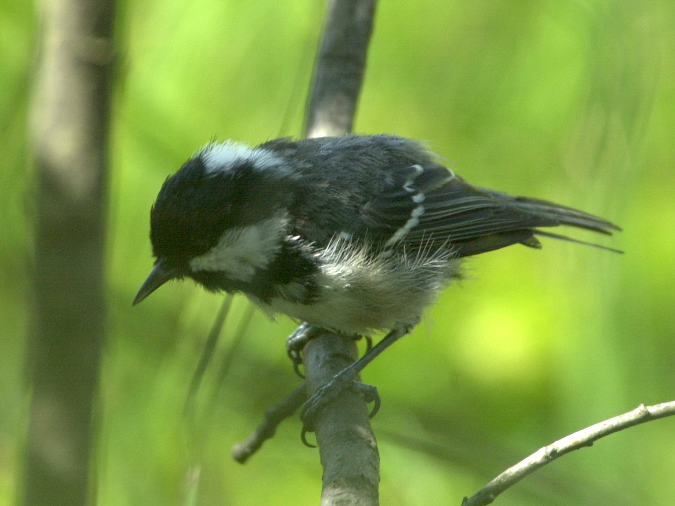 mesange_noire_-_periparus_ater3md