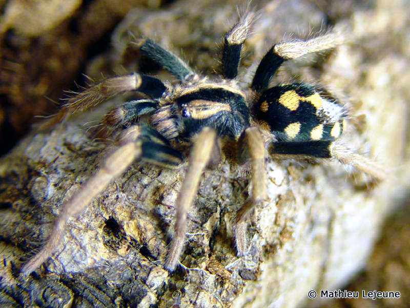 metriopelma_coloratum1ml