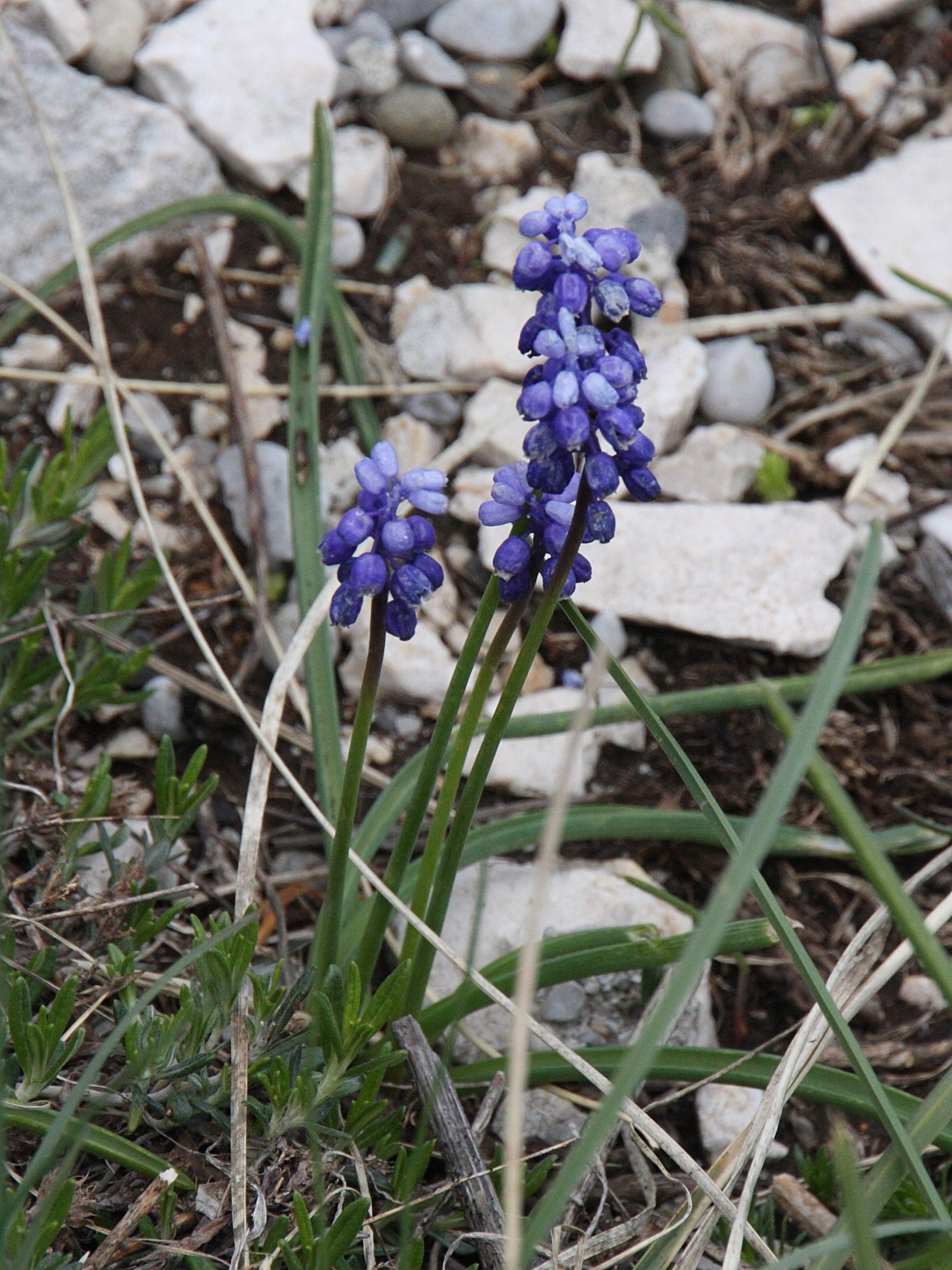 Afficher le média muscari_neglectum1bbd muscari_neglectum1bbd