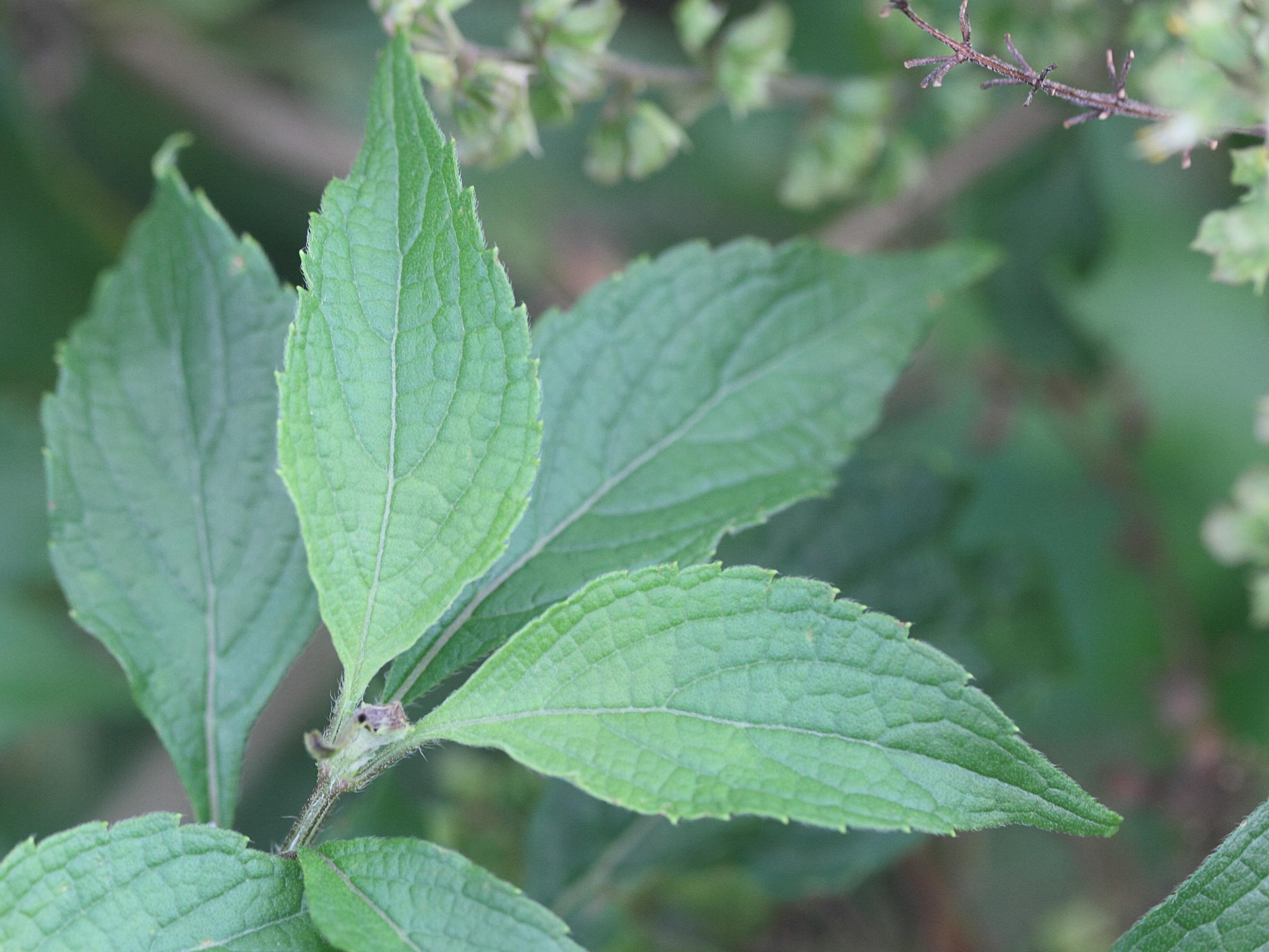 ocimum_gratissimum2md