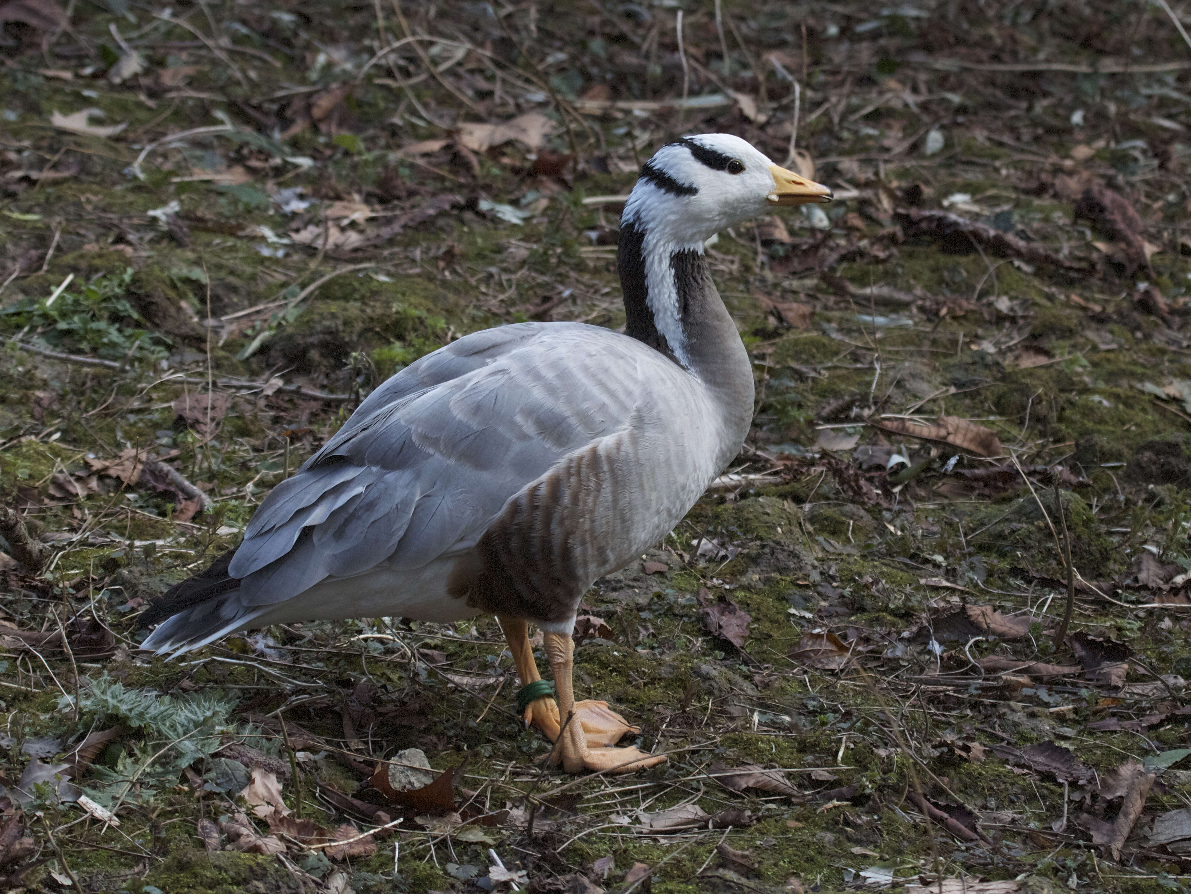 oie_a_tete_barree_-_anser_indicus3bd