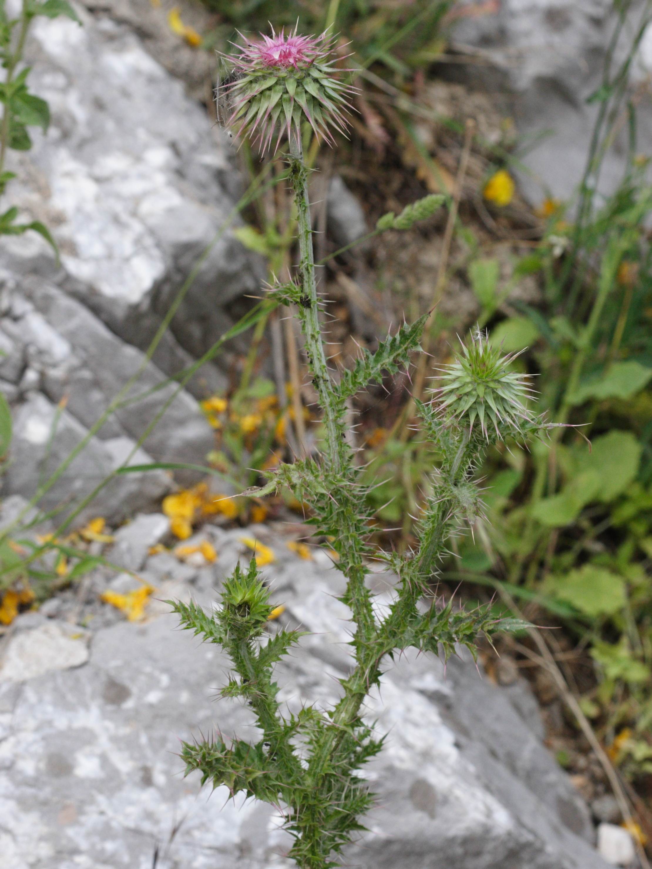 Afficher le média onopordum_illyricum3md onopordum_illyricum3md