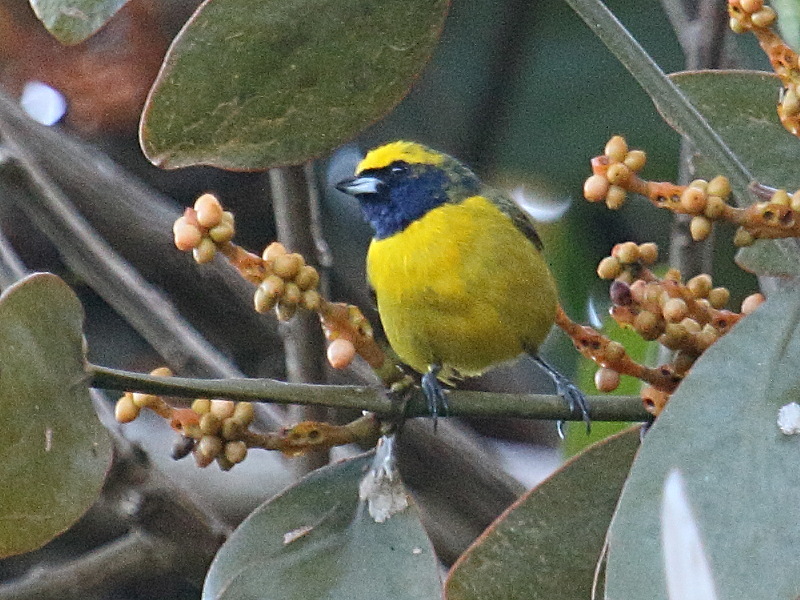 organiste_de_brousse_-_euphonia_affinis1bd