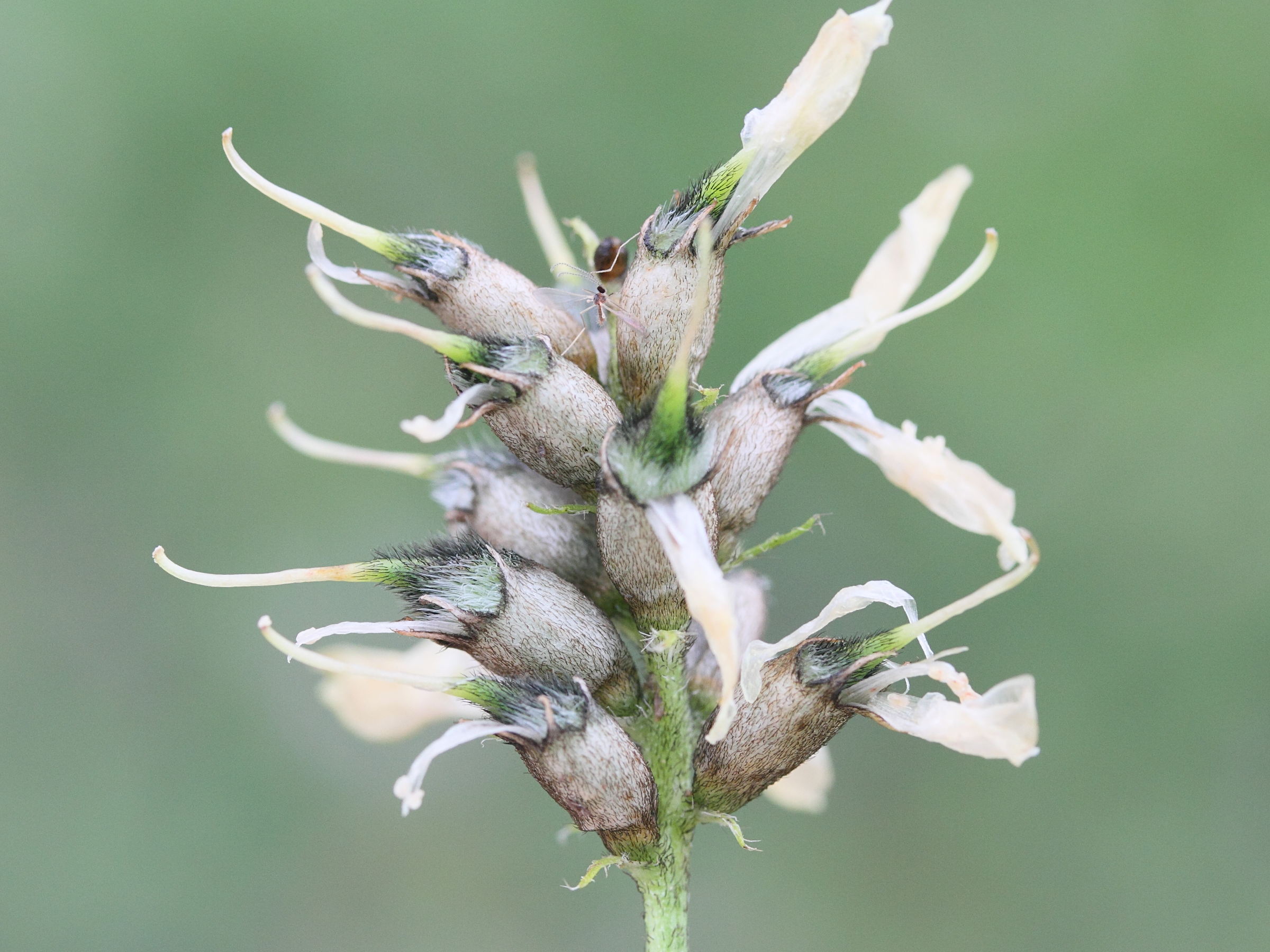 oxytropis_campestris4md