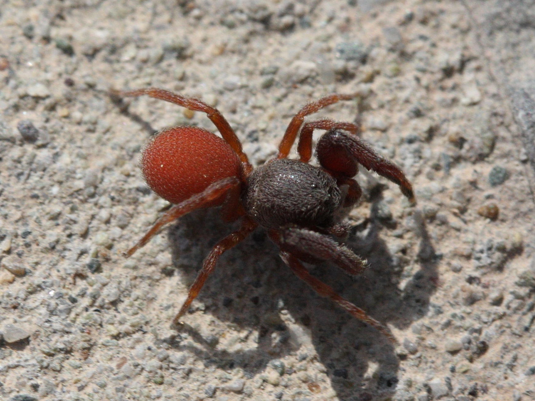 palpimanus_gibbulus1md