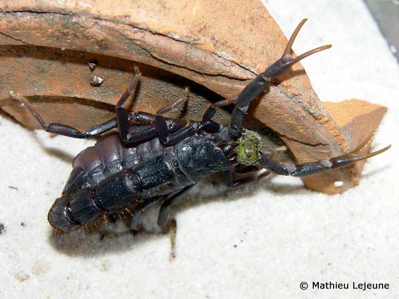 parabuthus_transvaalicus1ml