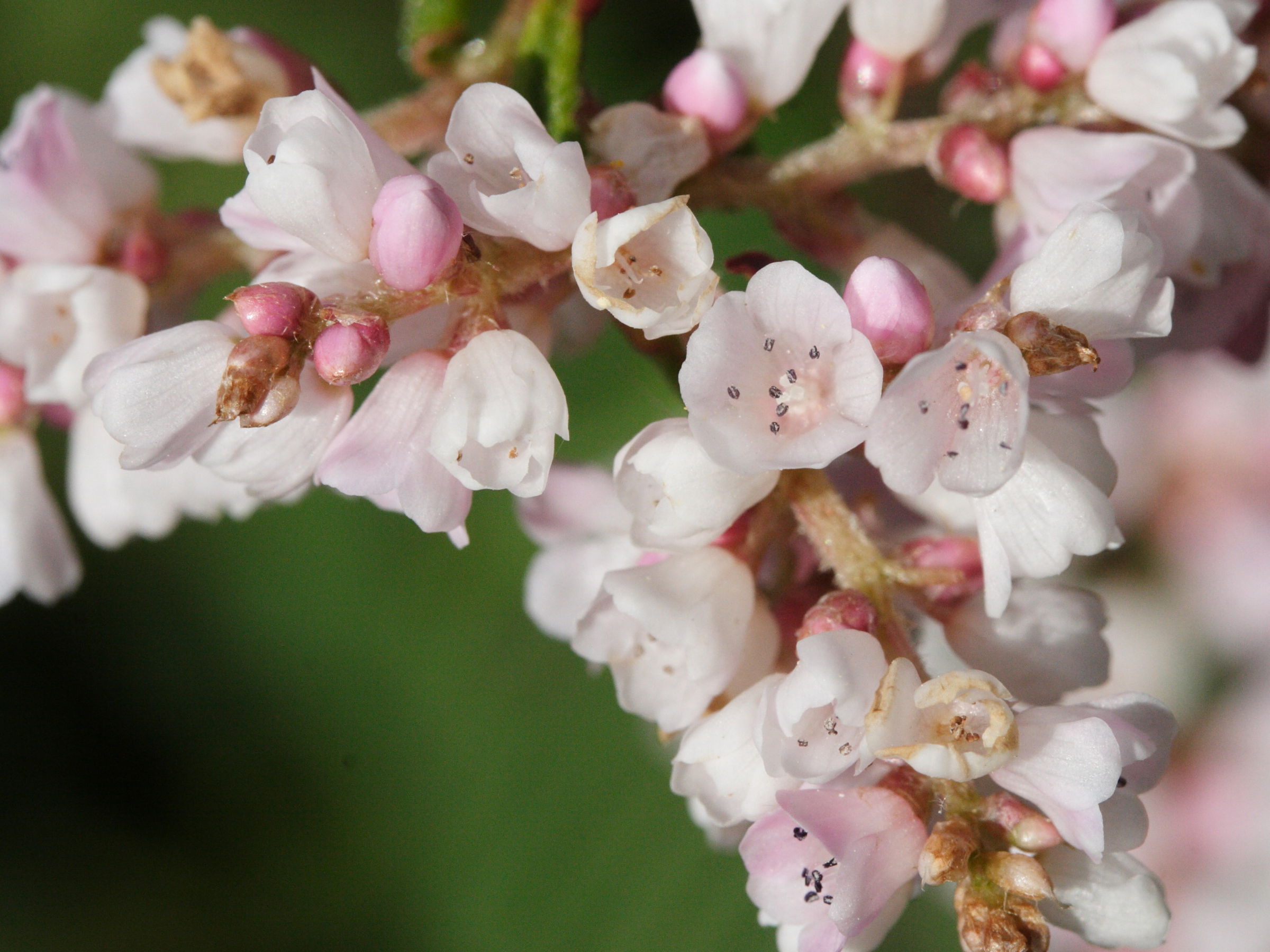 Afficher le média persicaria_campanulata3md persicaria_campanulata3md
