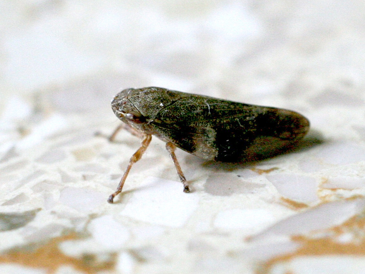 philaenus_spumarius2md