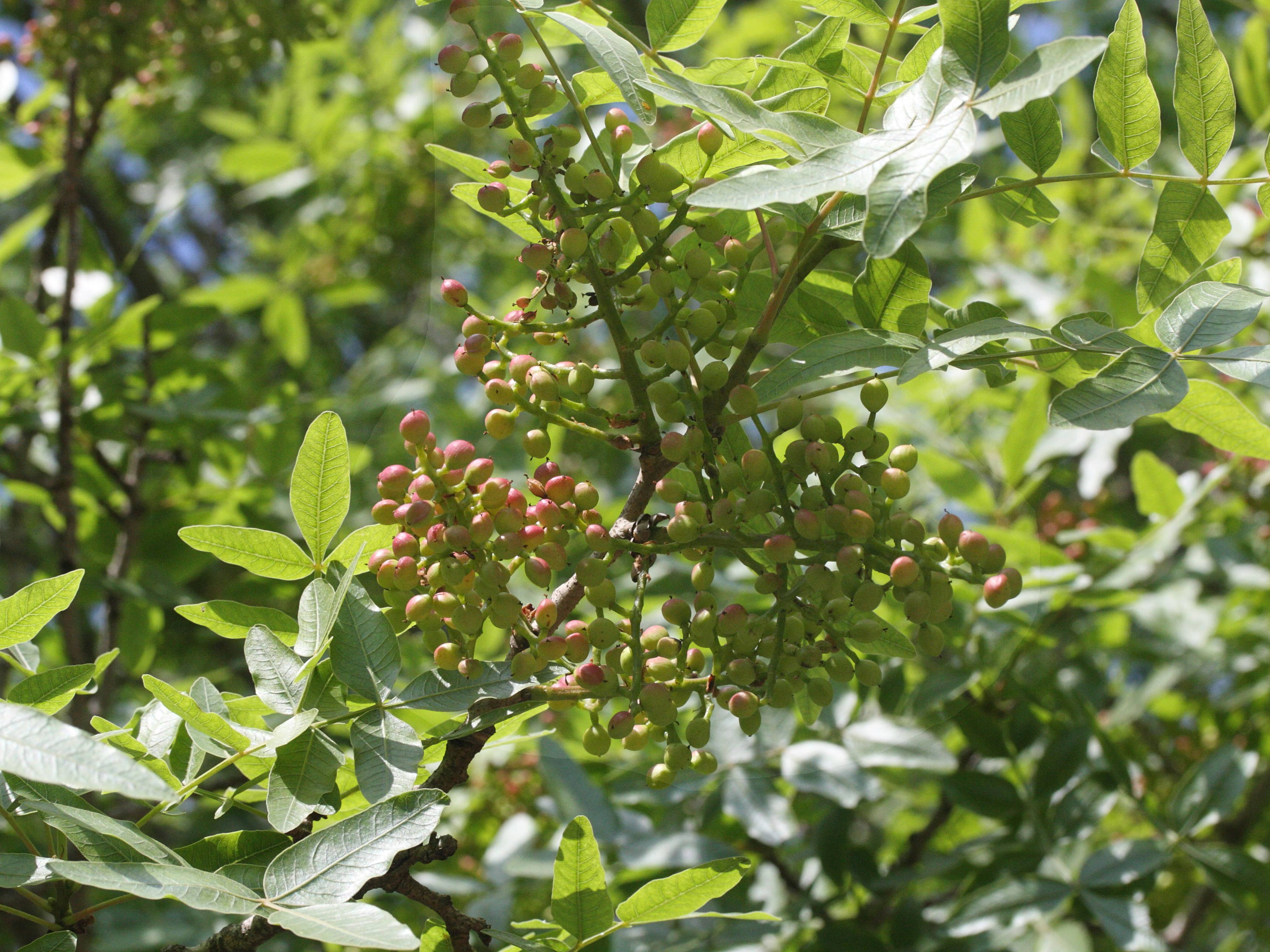 Afficher le média pistacia_atlantica4md pistacia_atlantica4md