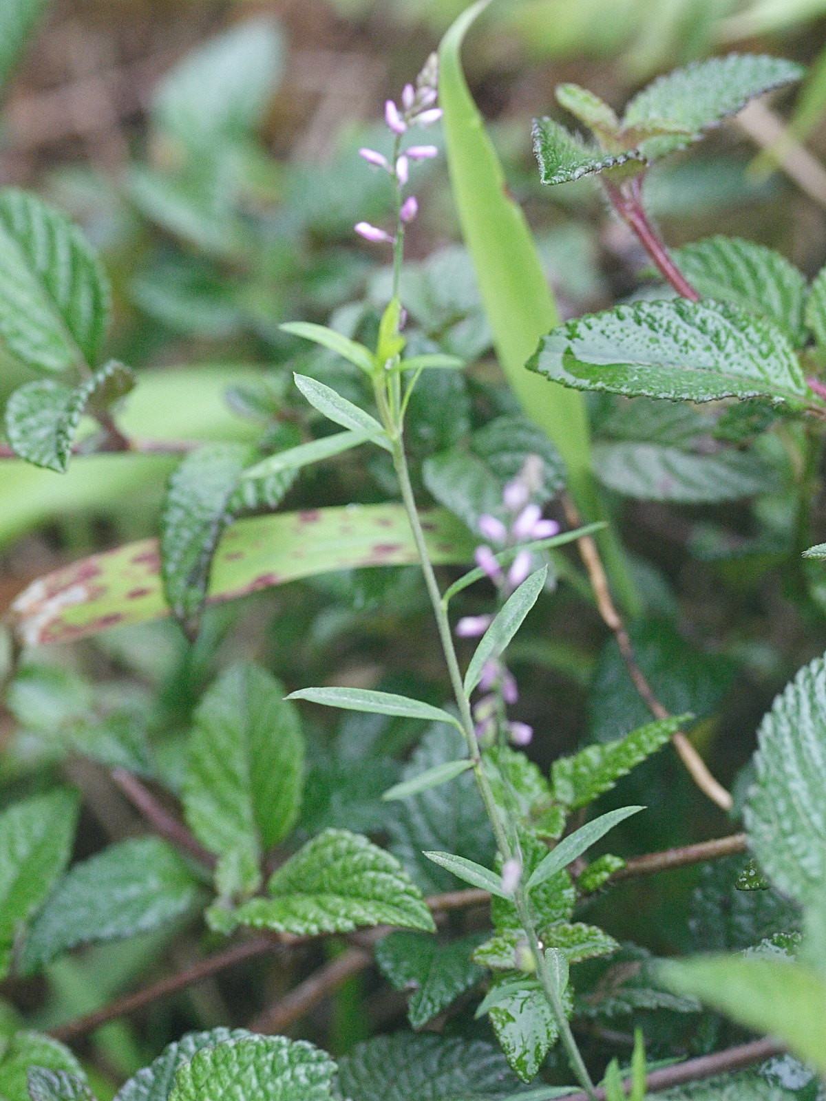 polygala_paniculata1md