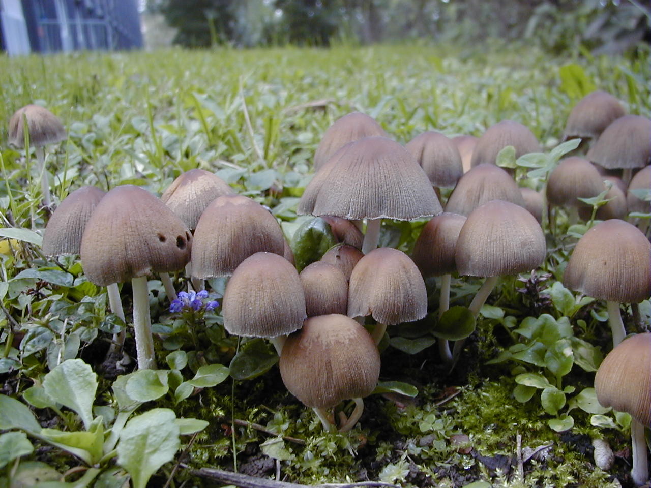 psathyrella_pygmaea2md