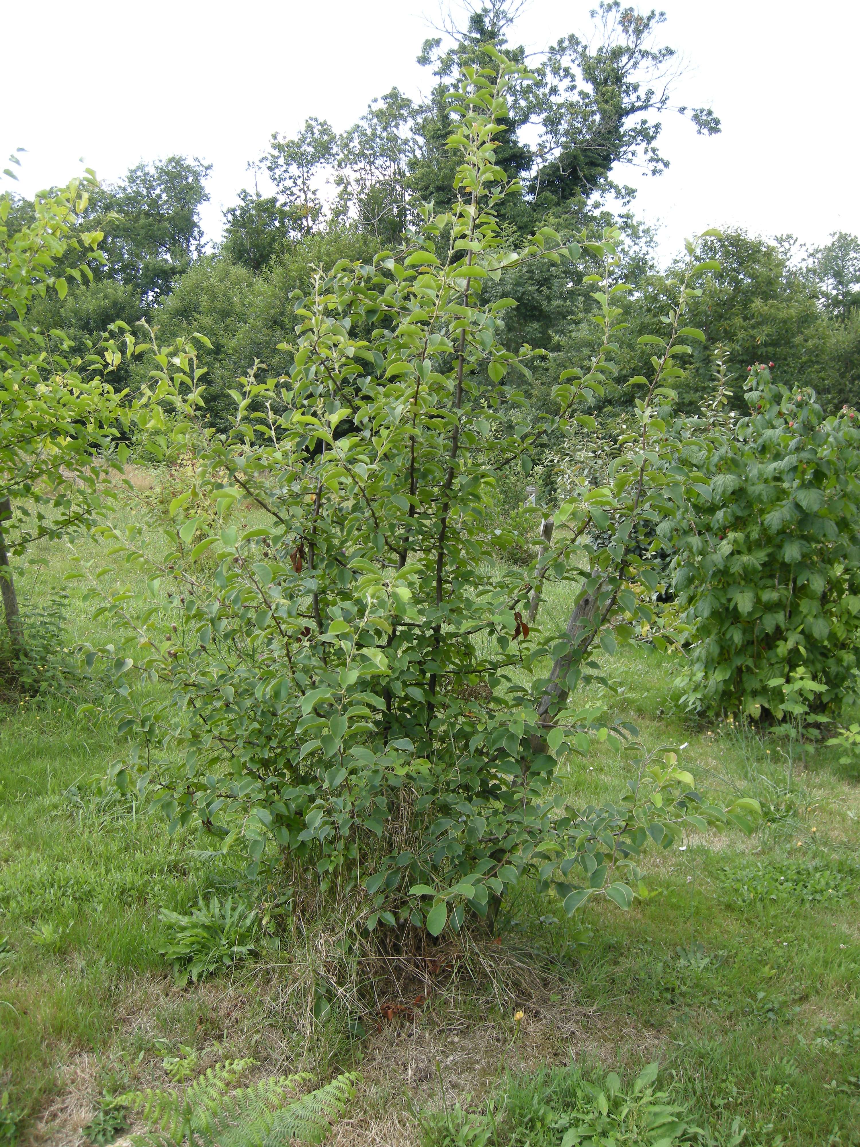 Afficher le média pseudocydonia_sinensis2md pseudocydonia_sinensis2md