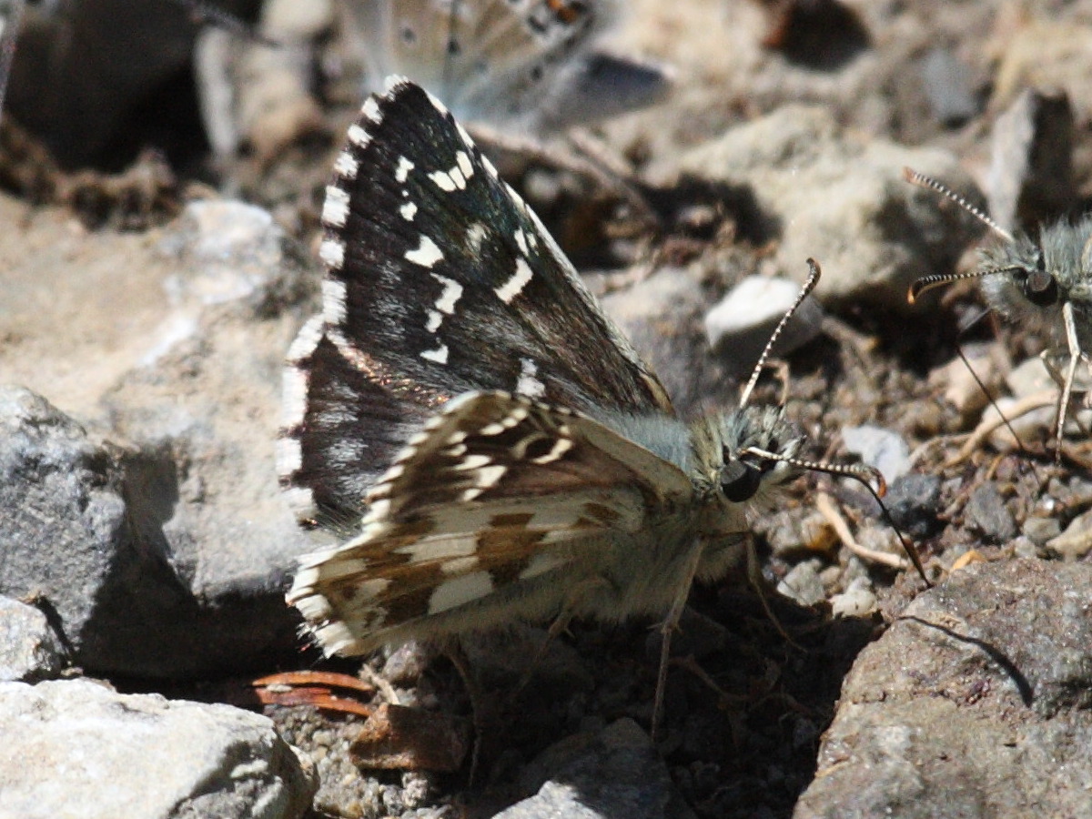 pyrgus_armoricanus3bd