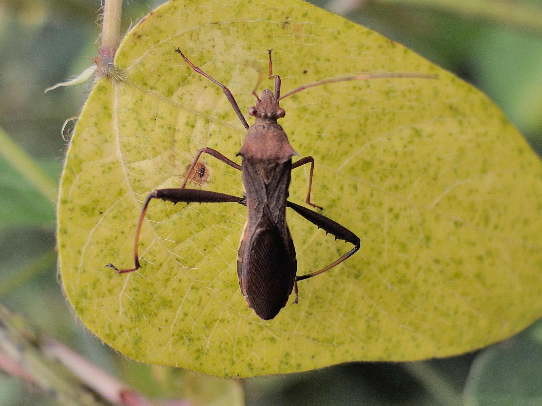 riptortus_dentipes1md