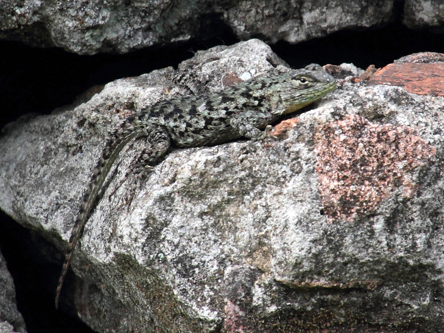 Afficher le média sceloporus_malachiticus3md sceloporus_malachiticus3md