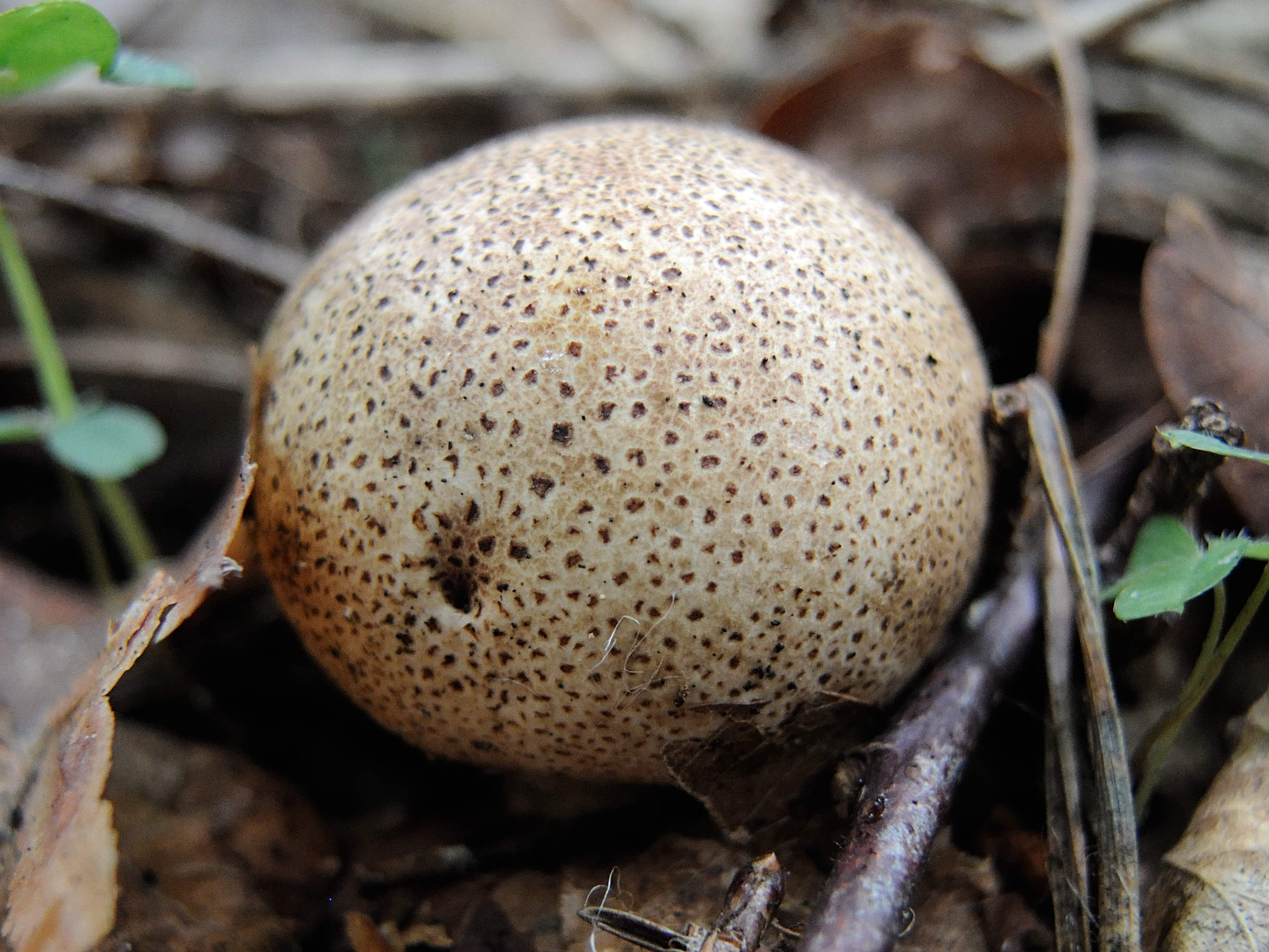 Afficher le média scleroderma_verrucosum1md scleroderma_verrucosum1md